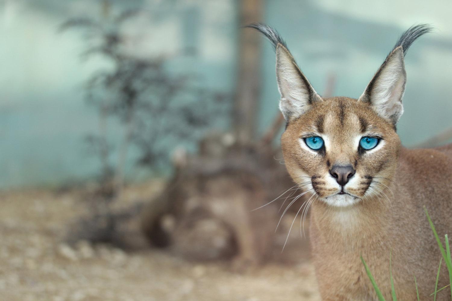1500x1000 Caracal Animal Picture