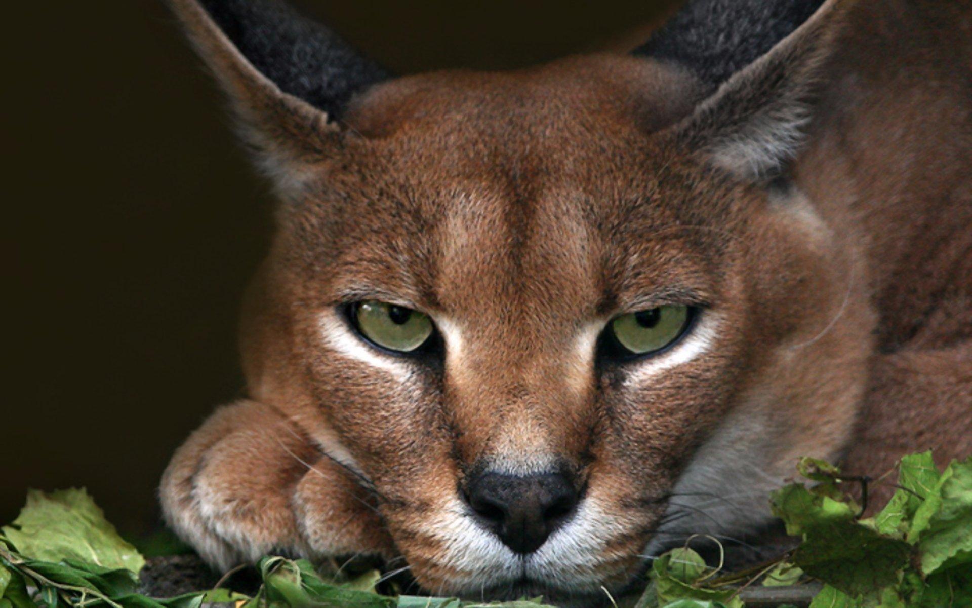 1920x1200 Caracal Close Up
