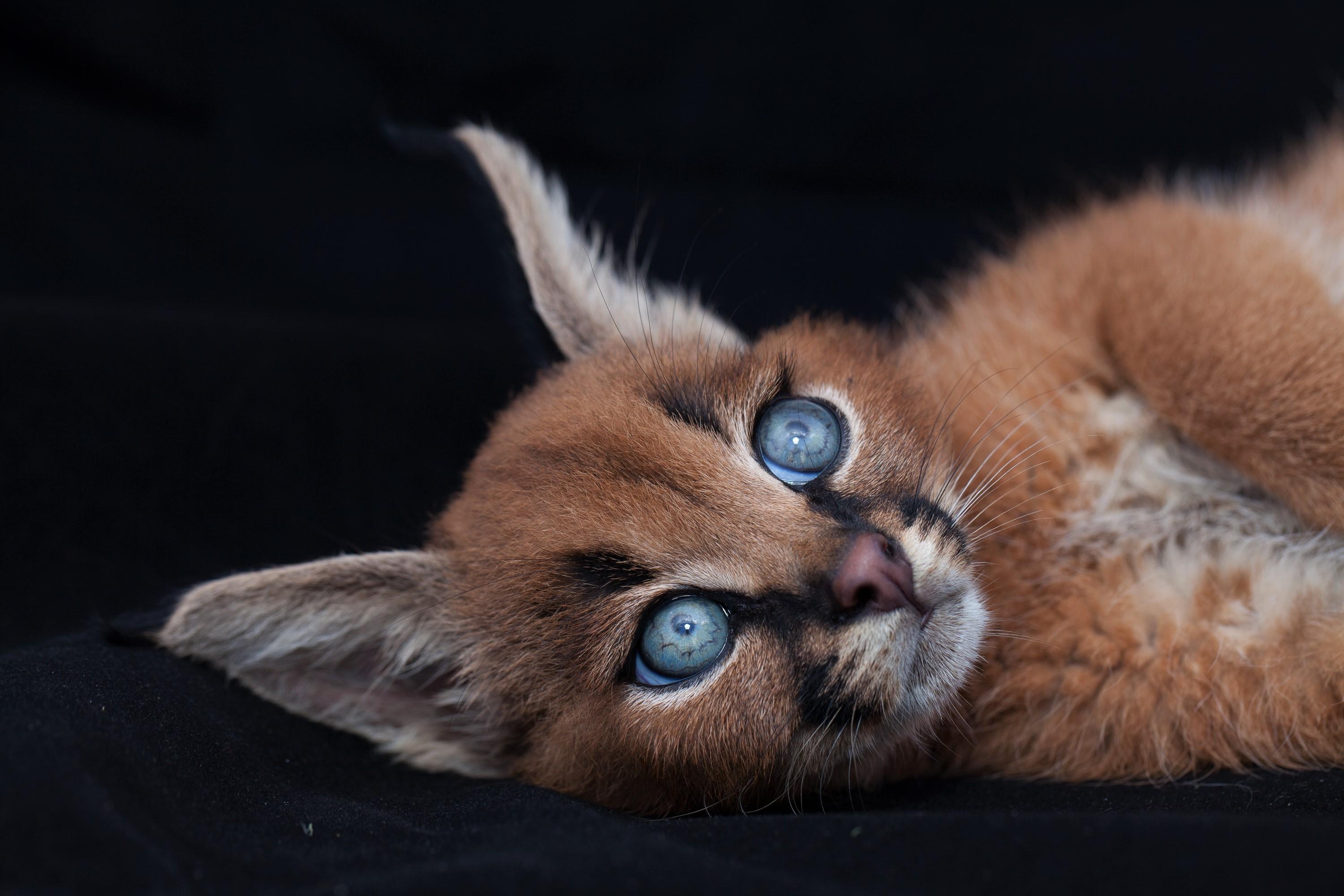 3000x2000 Caracal HD Wallpaper and Background