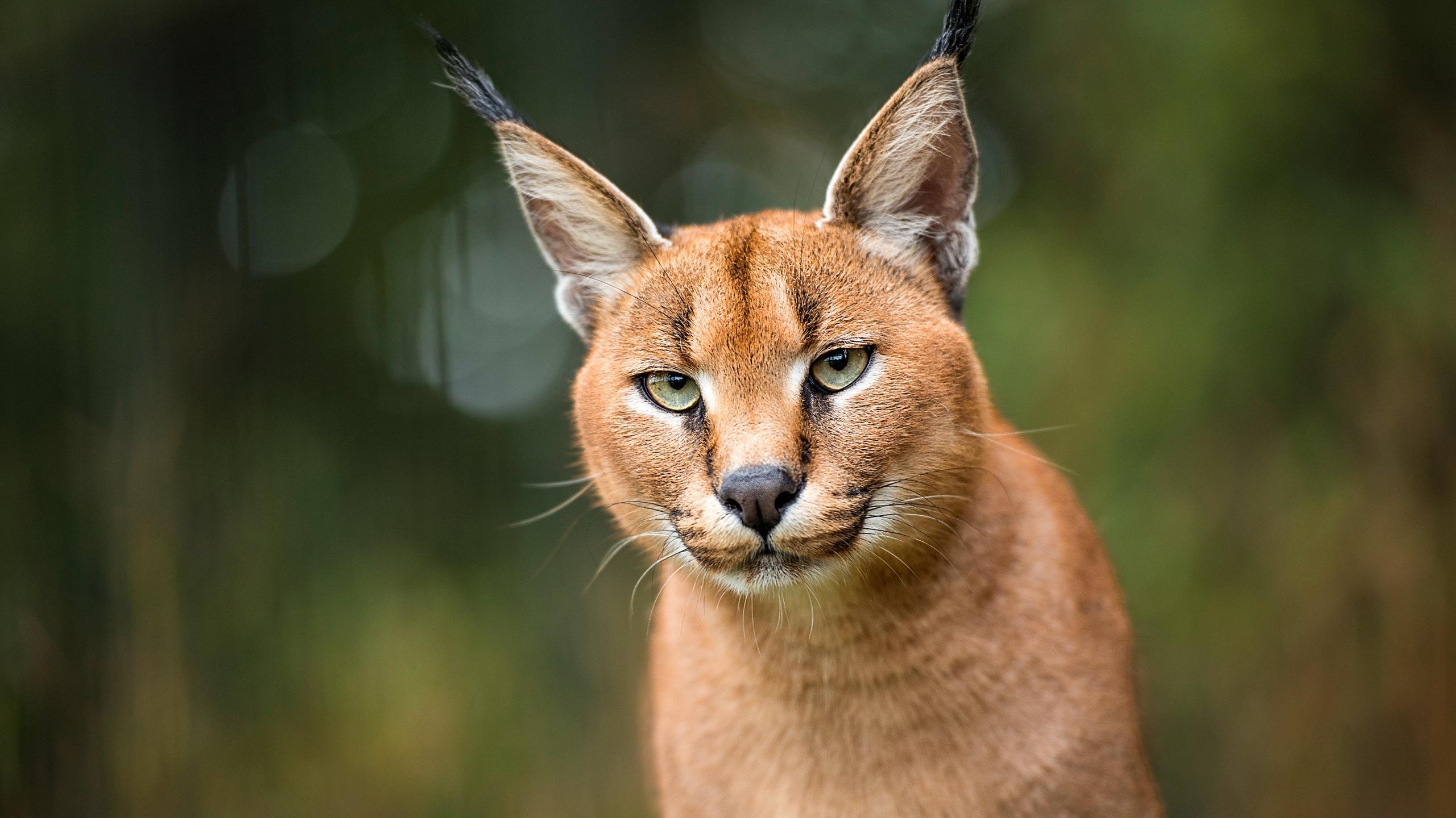 2560x1440 Photos Caracal Bokeh Snout animal 2560x1440
