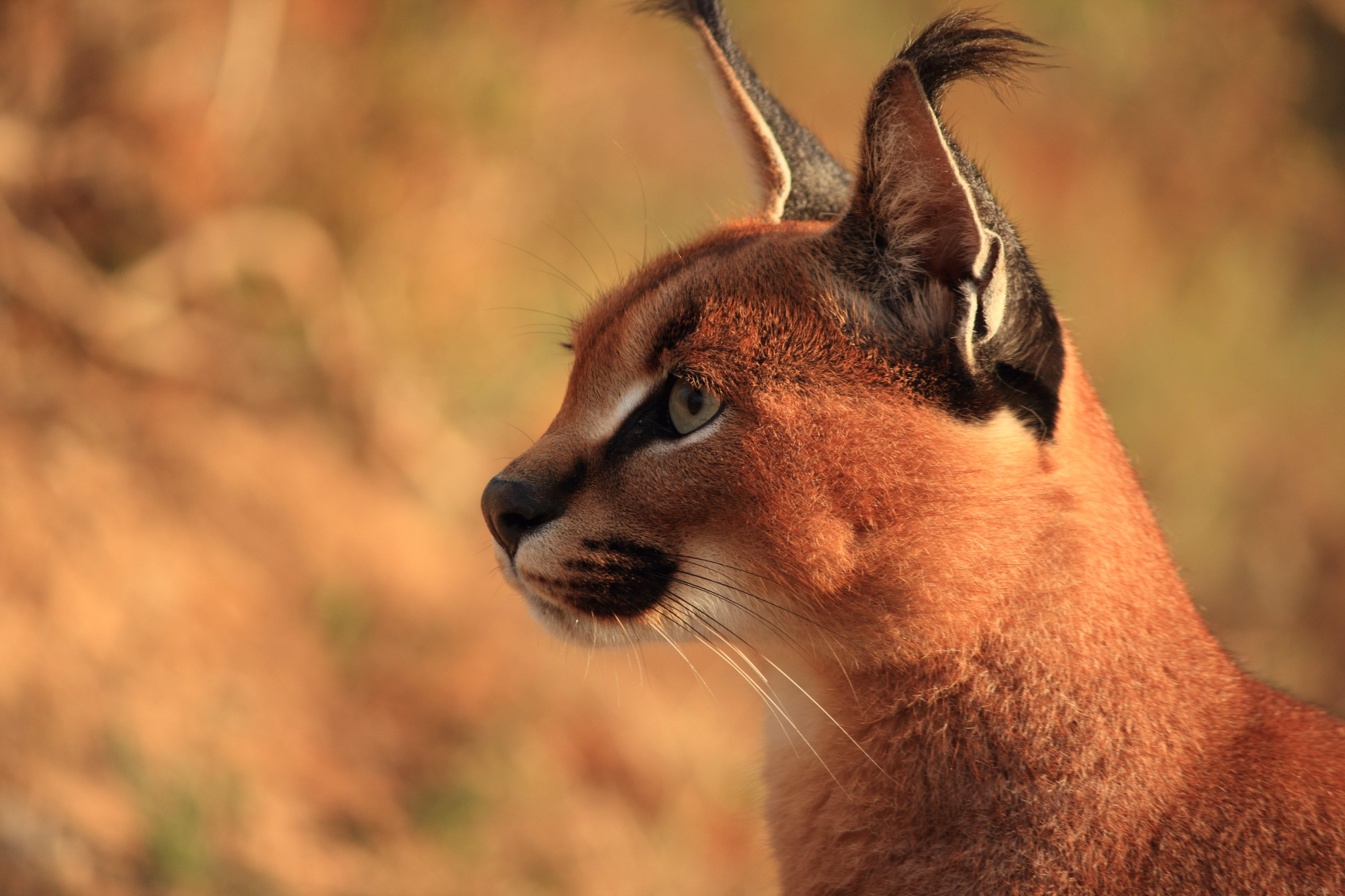 5184x3456 4K, 5K, Big cats, Caracal, Head Gallery HD Wallpaper