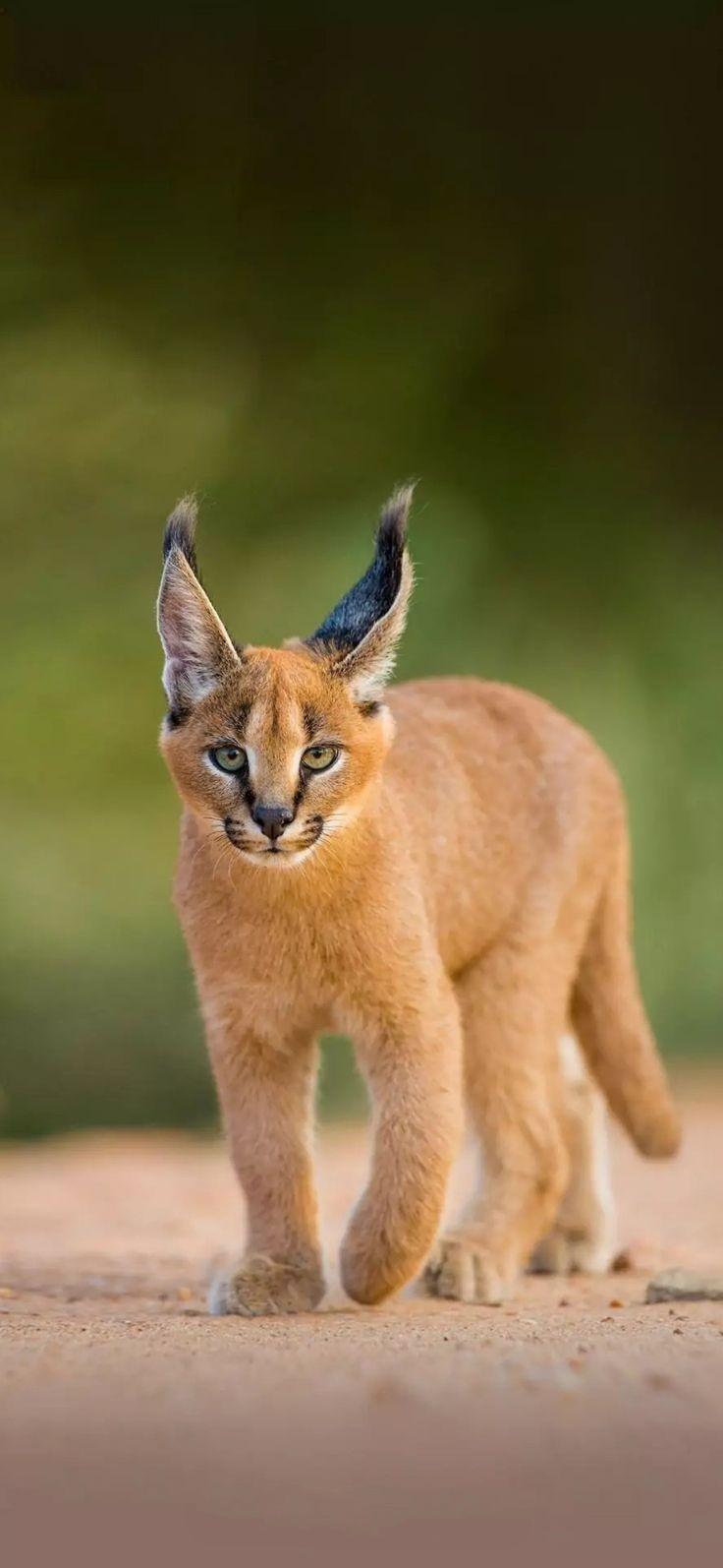 736x1594 Batman's zoo. Cute animals, Animals beautiful, Wild cats