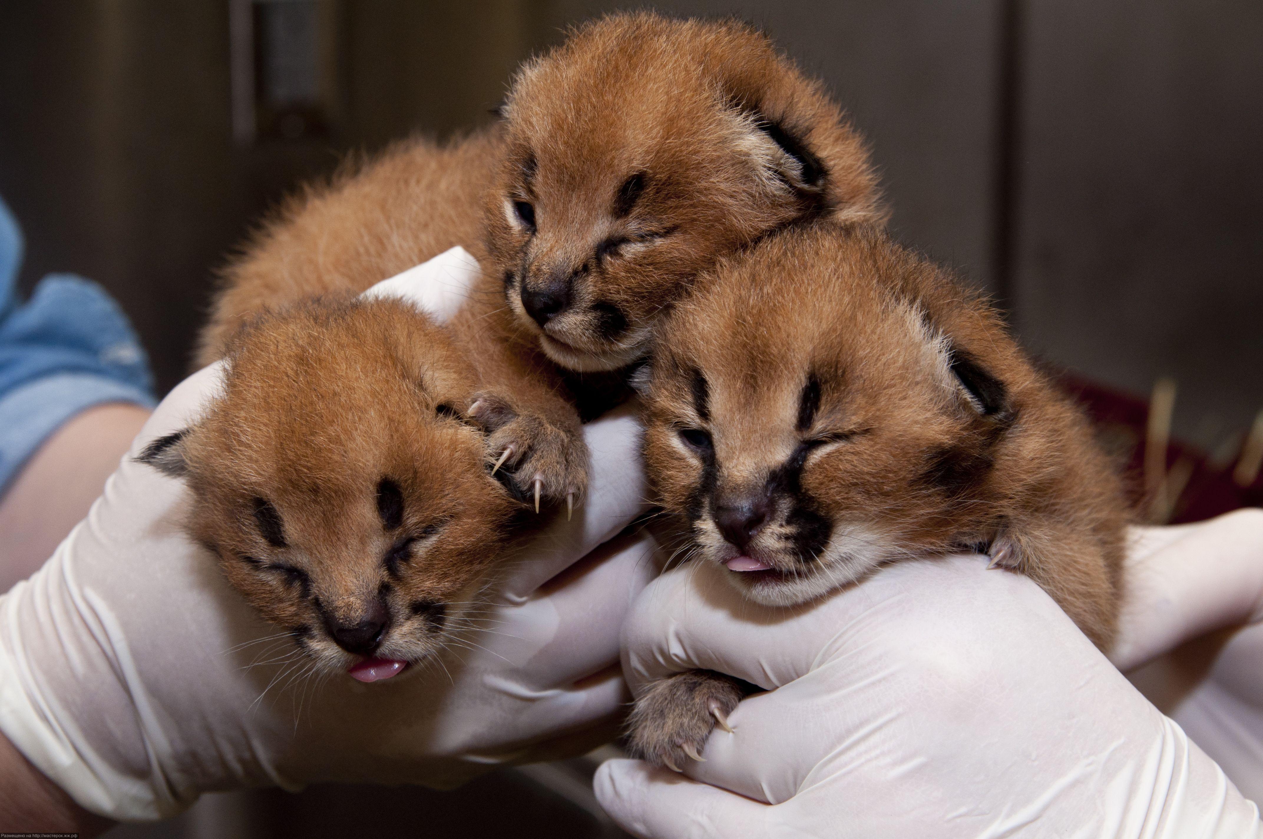 4288x2848 Caracal 4k Ultra HD Wallpaper