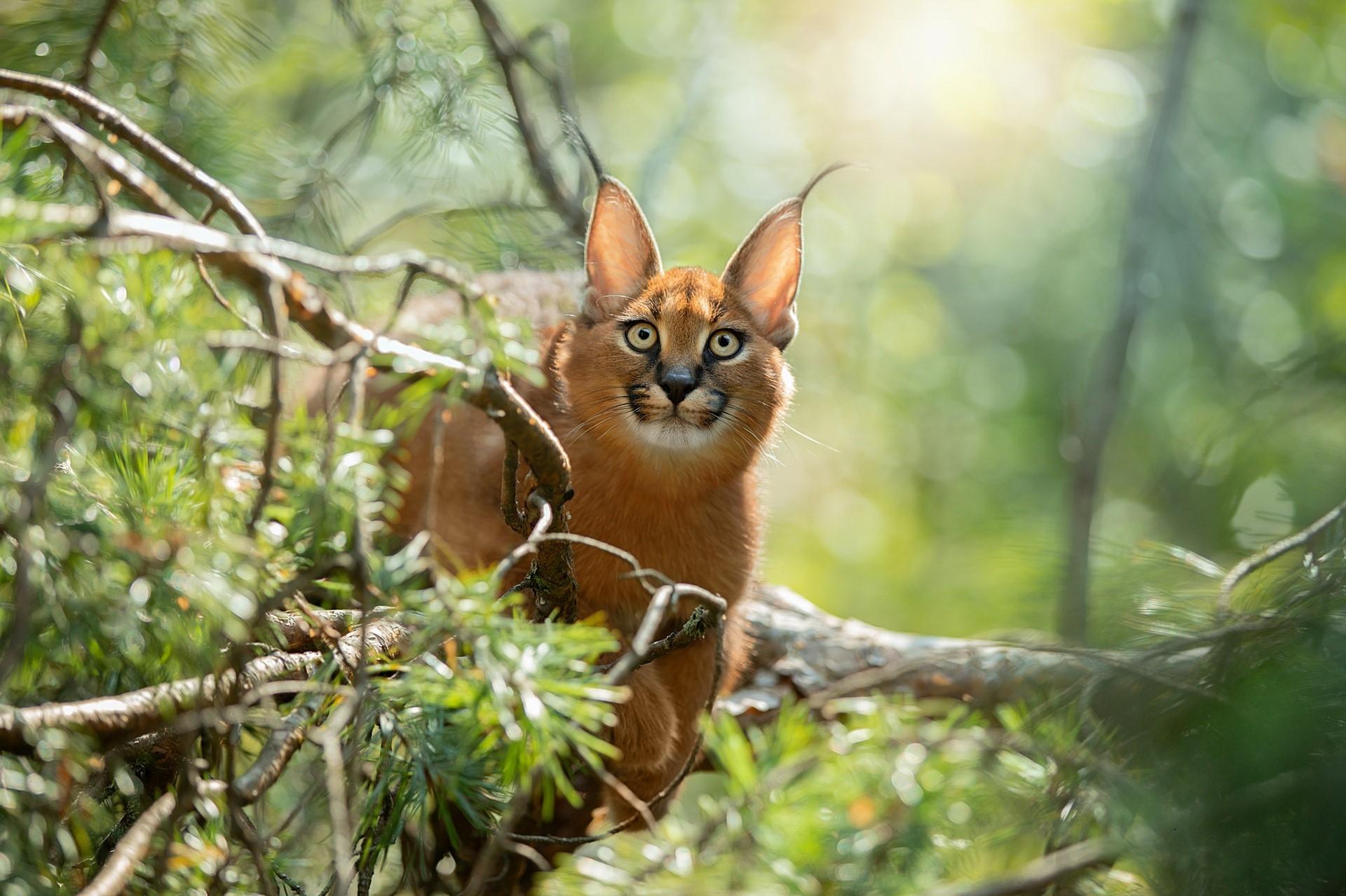1920x1279 Caracal, Glance, Bokeh Gallery HD Wallpaper