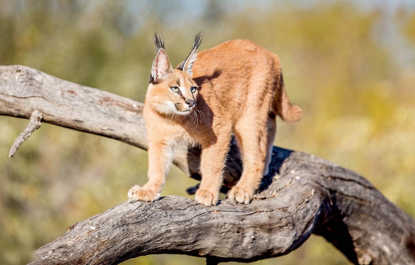 1332x850 Wallpaper beauty, grace, Caracal image for desktop, section кошки