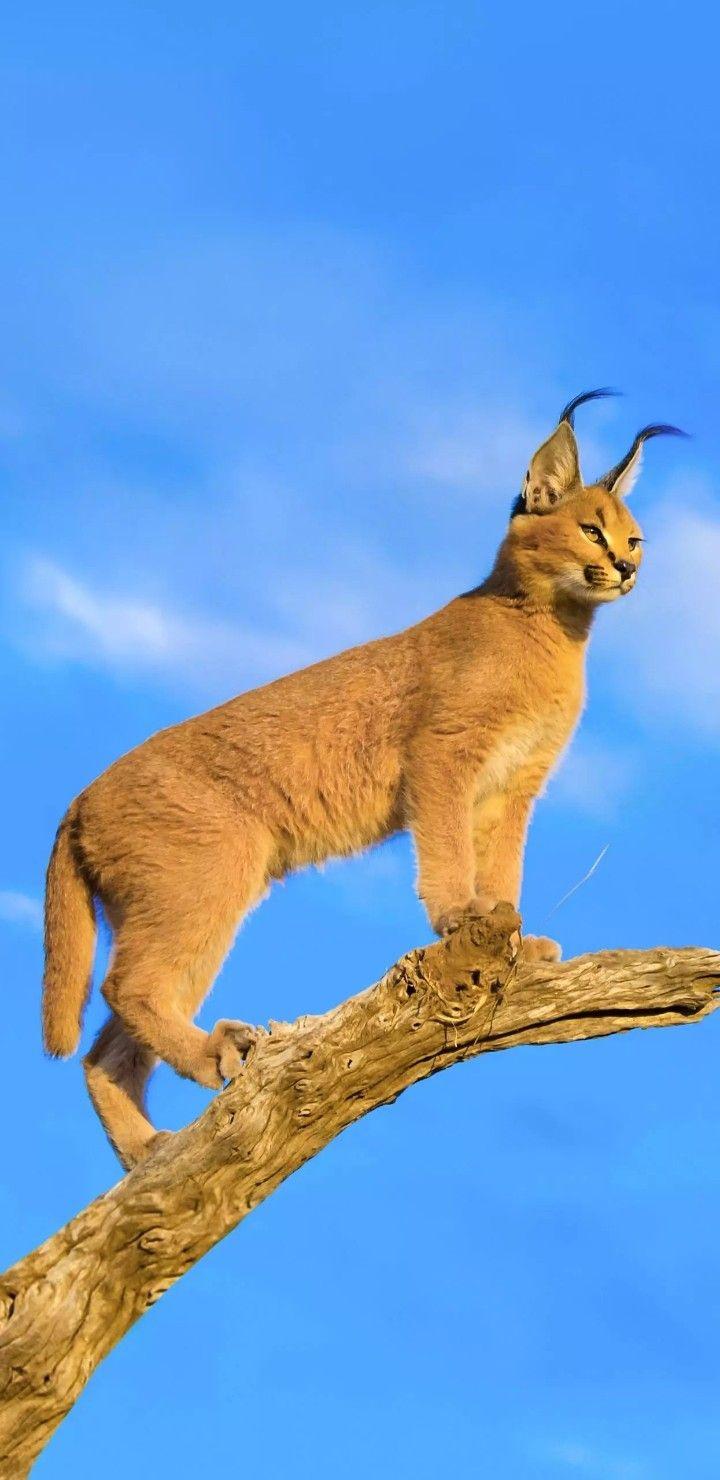 720x1480 Animal wallpaper. Cat ages, Animals wild, Wild cats