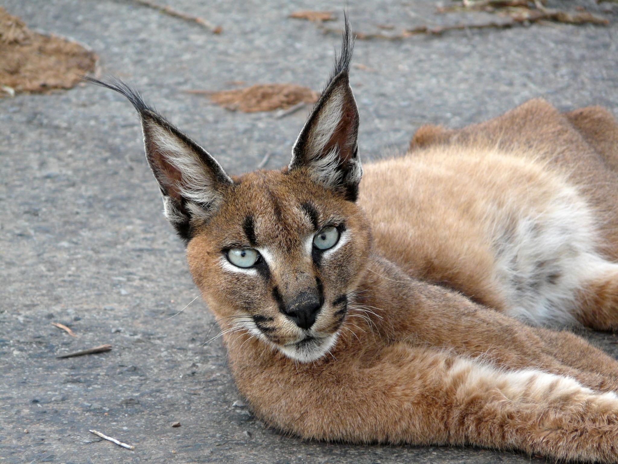 2048x1536 Call Of The Caracal