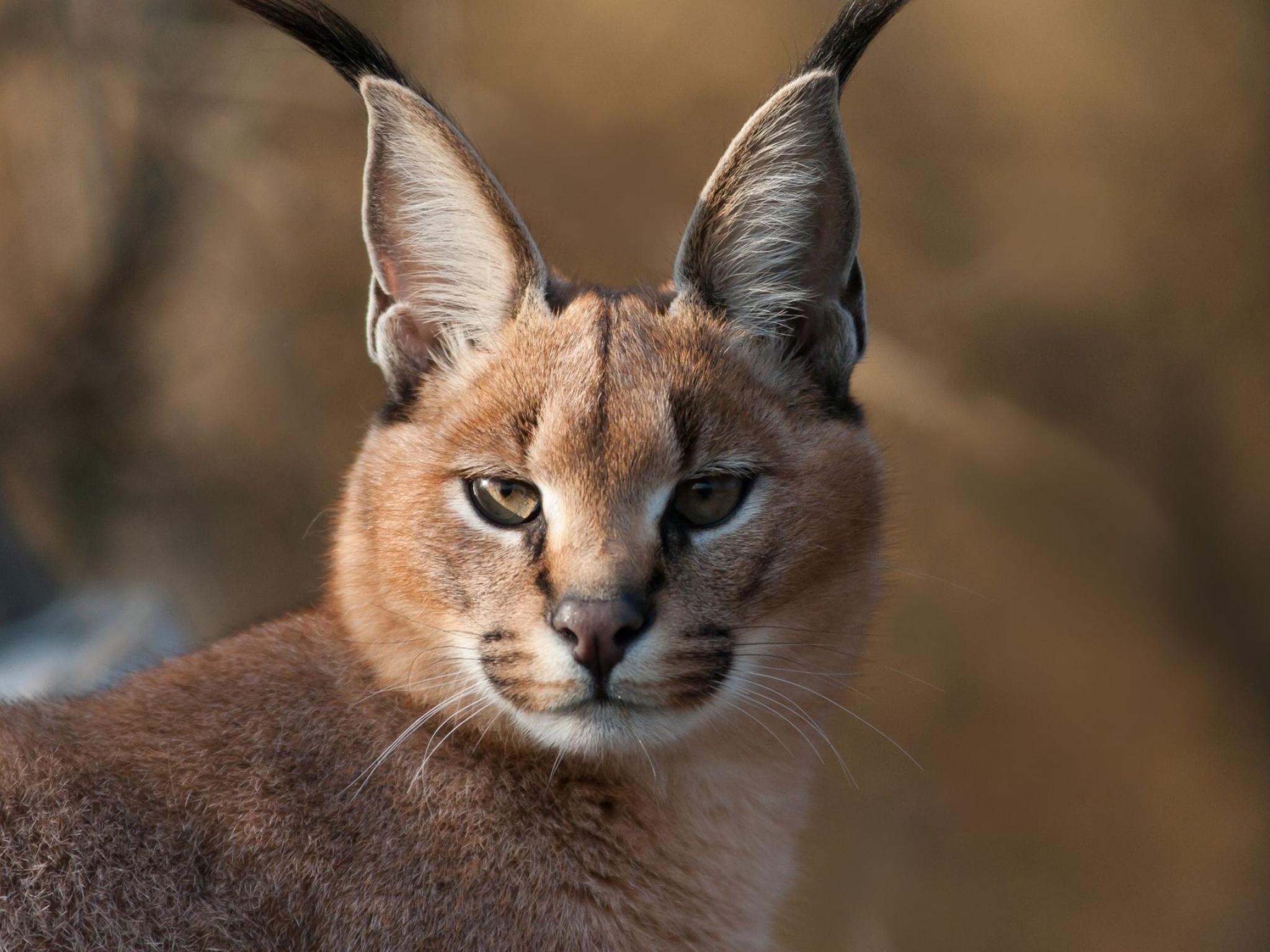 2048x1536 Caracal, phone, desktop wallpaper, picture, photo