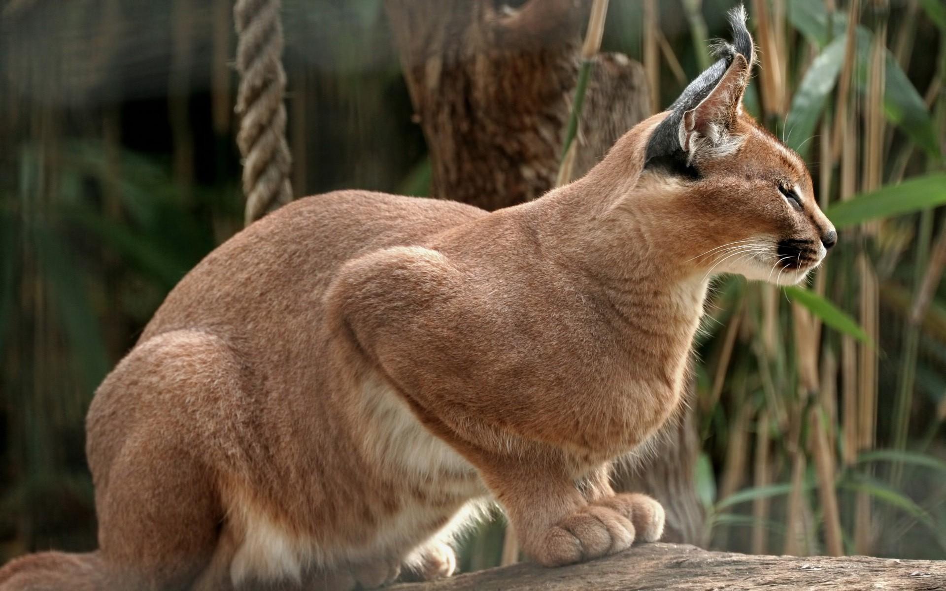 1920x1200 animals, Feline, Caracal Wallpaper HD / Desktop and Mobile Background