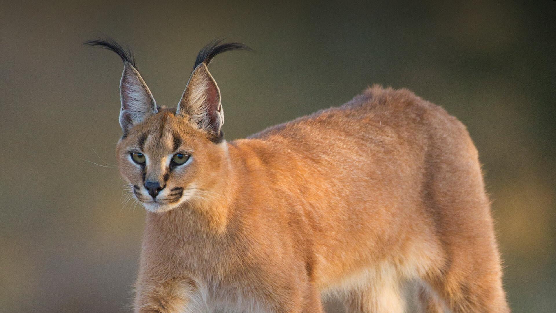 1920x1080 Caracal. San Diego Zoo Animals & Plants