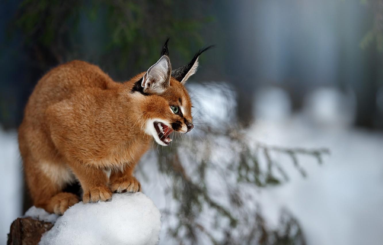 1332x850 Wallpaper blurred background, in the snow, Caracal image for desktop, section кошки