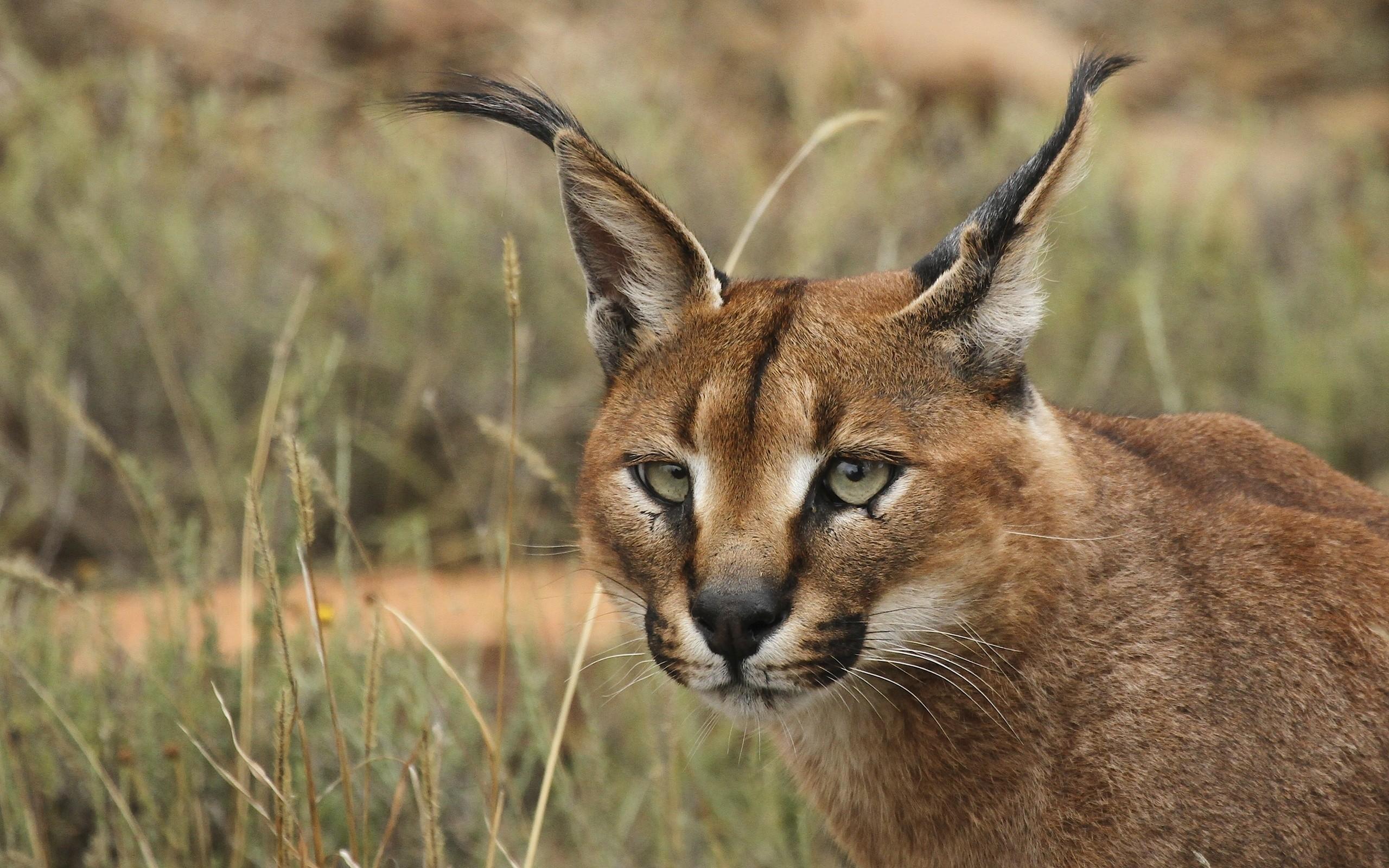 2560x1600 Full HD Caracal wallpaper