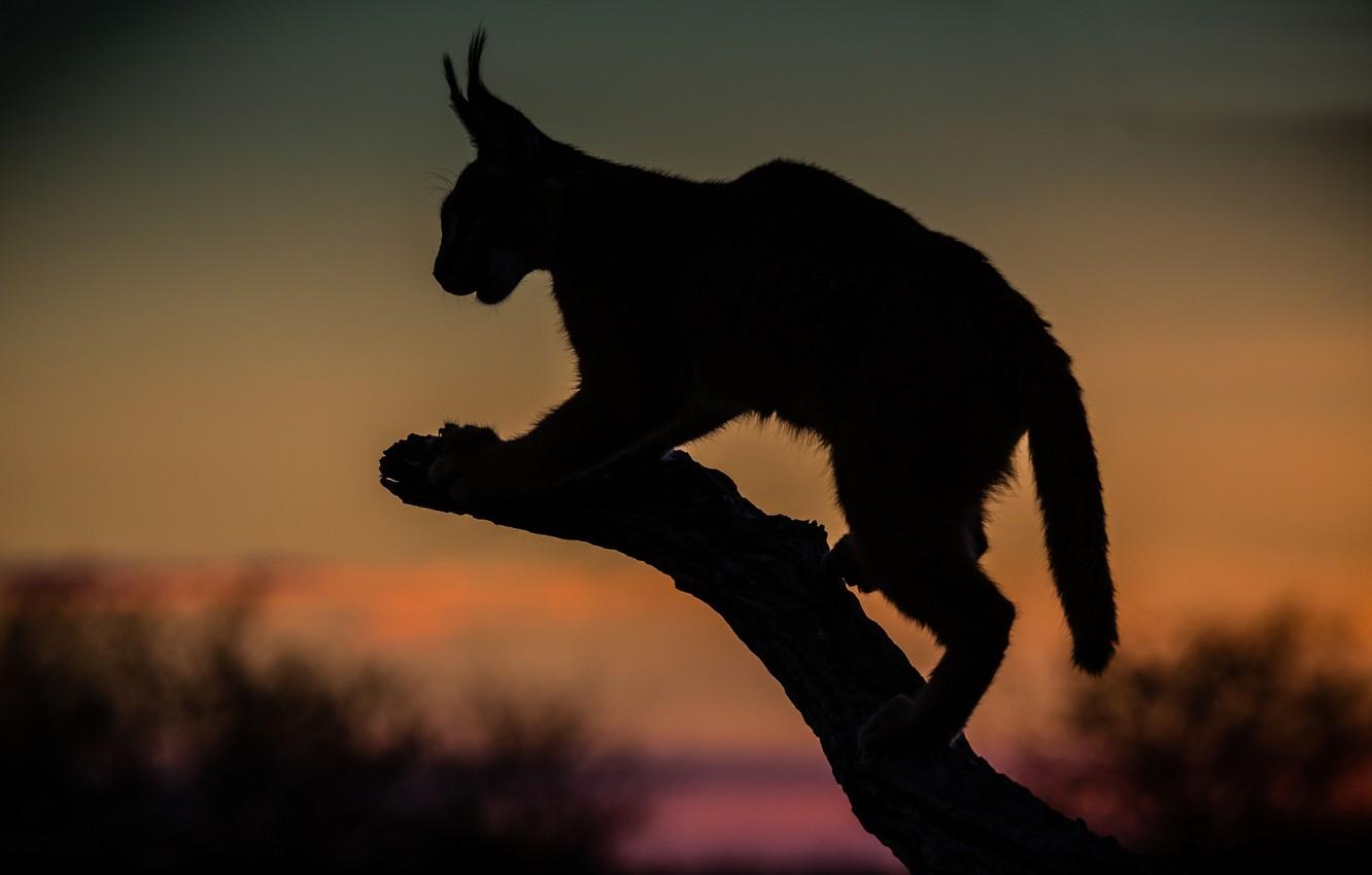 1332x850 Wallpaper night, hunter, Caracal image for desktop, section кошки