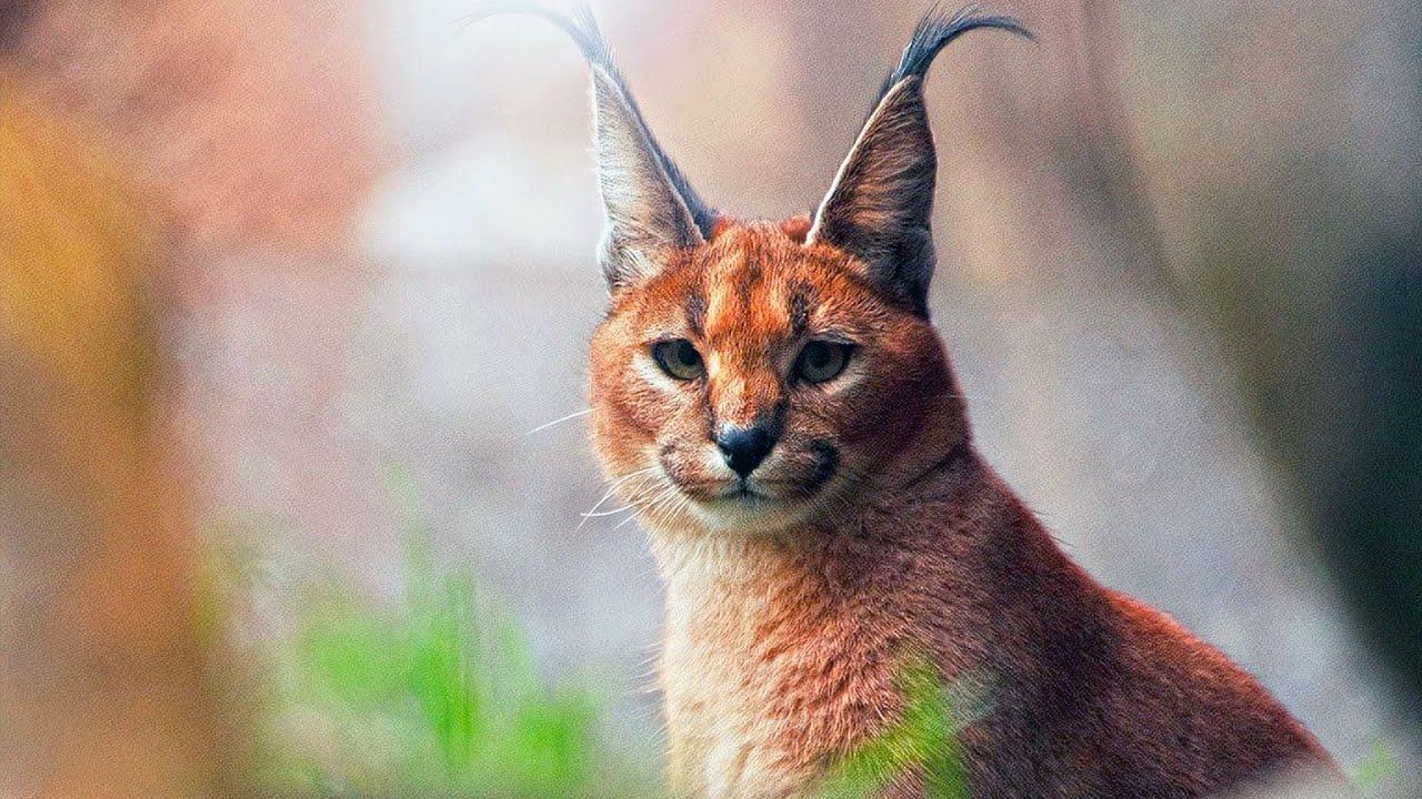 1280x720 Caracal (The Fastest of The Smaller Wild Cats)