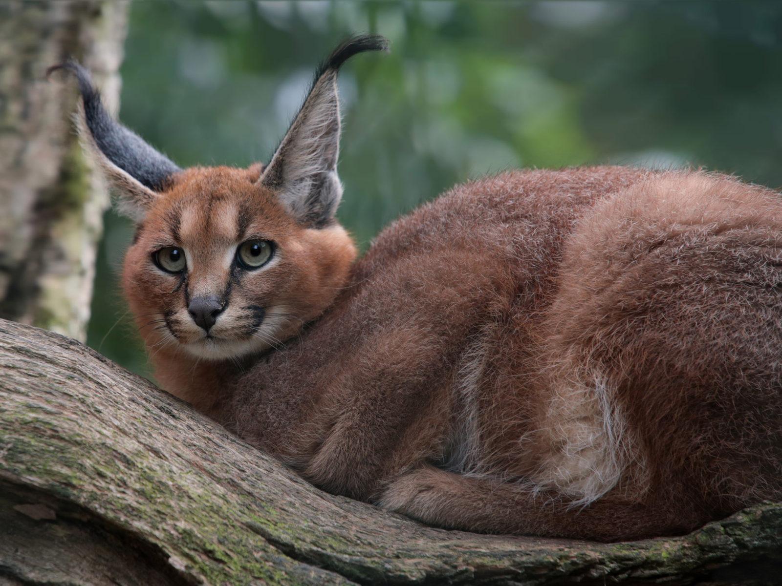 1600x1200 Caracal caracal Caracal, English Pronunciation K Aer ə K æ L Is A Medium Sized Wild Cat That Lives In Africa, The Middle East, Persia And The Indian Subcontinent :