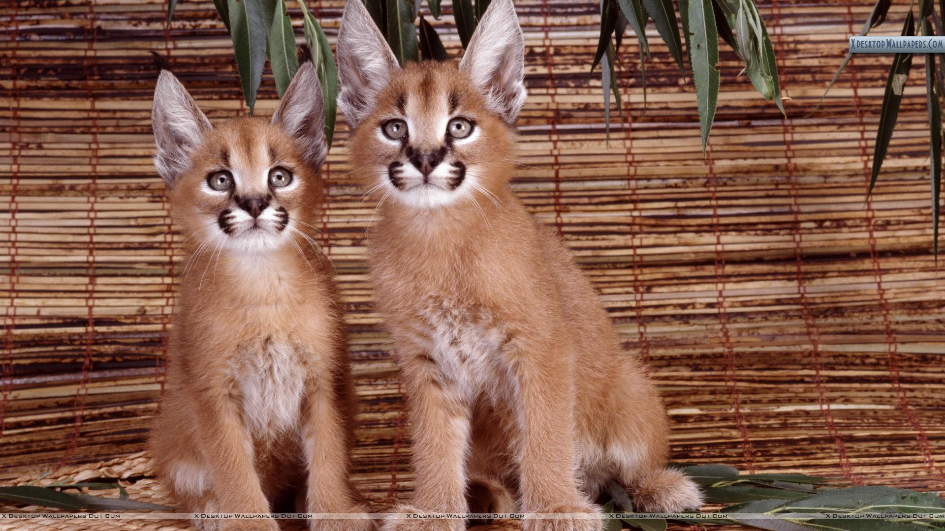 1920x1080 Caracals Pair Wallpaper