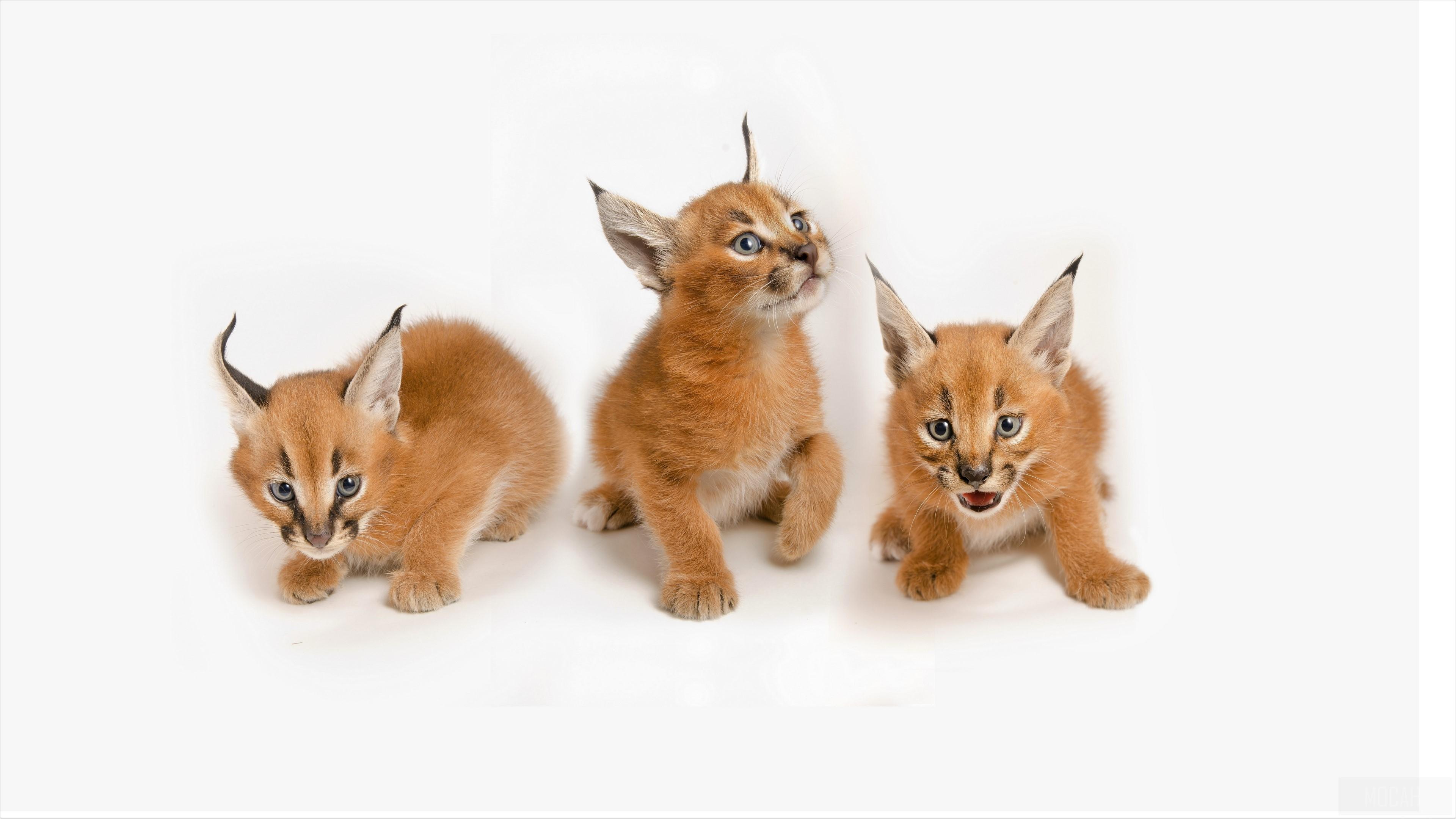 3840x2160 Baby Animal, Caracal, Cub, Cute 4k Gallery HD Wallpaper