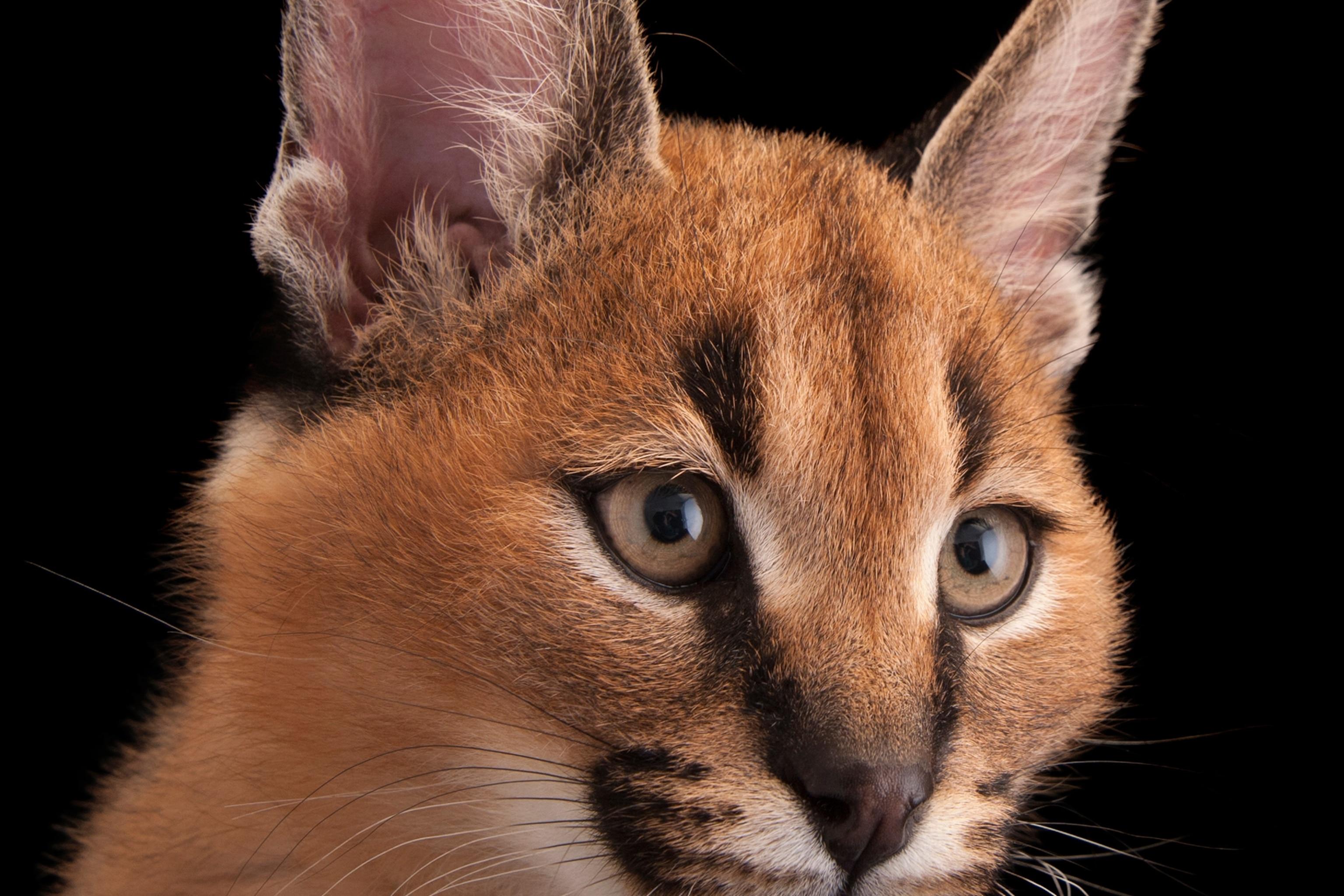 Will A Caracal Kill A Human? Shocking Facts Revealed - prqzjnr