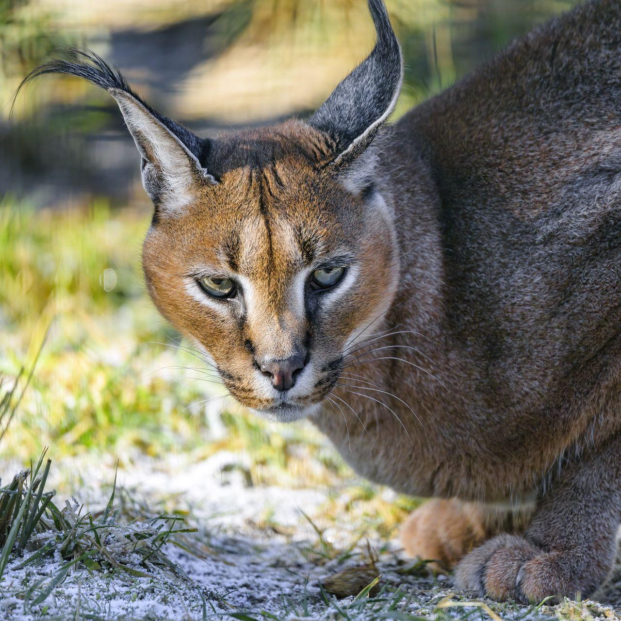 1280x1280 Download wallpaper 1280x1280 caracal, cat, wild, animal ipad, ipad ipad mini for parallax HD background