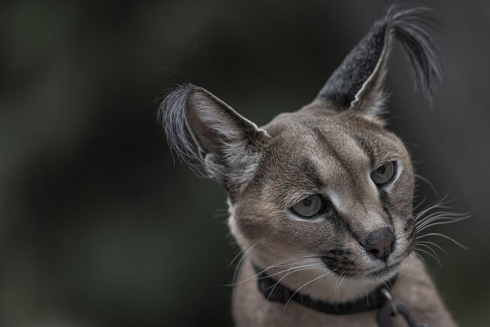 1600x1068 face ears hair photography wildlife wild cat caracal Wallpaper HD / Desktop and Mobile Background