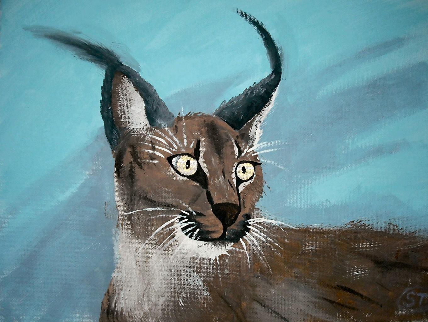 1361x1024 Image Animals Lynx Big cats Caracal