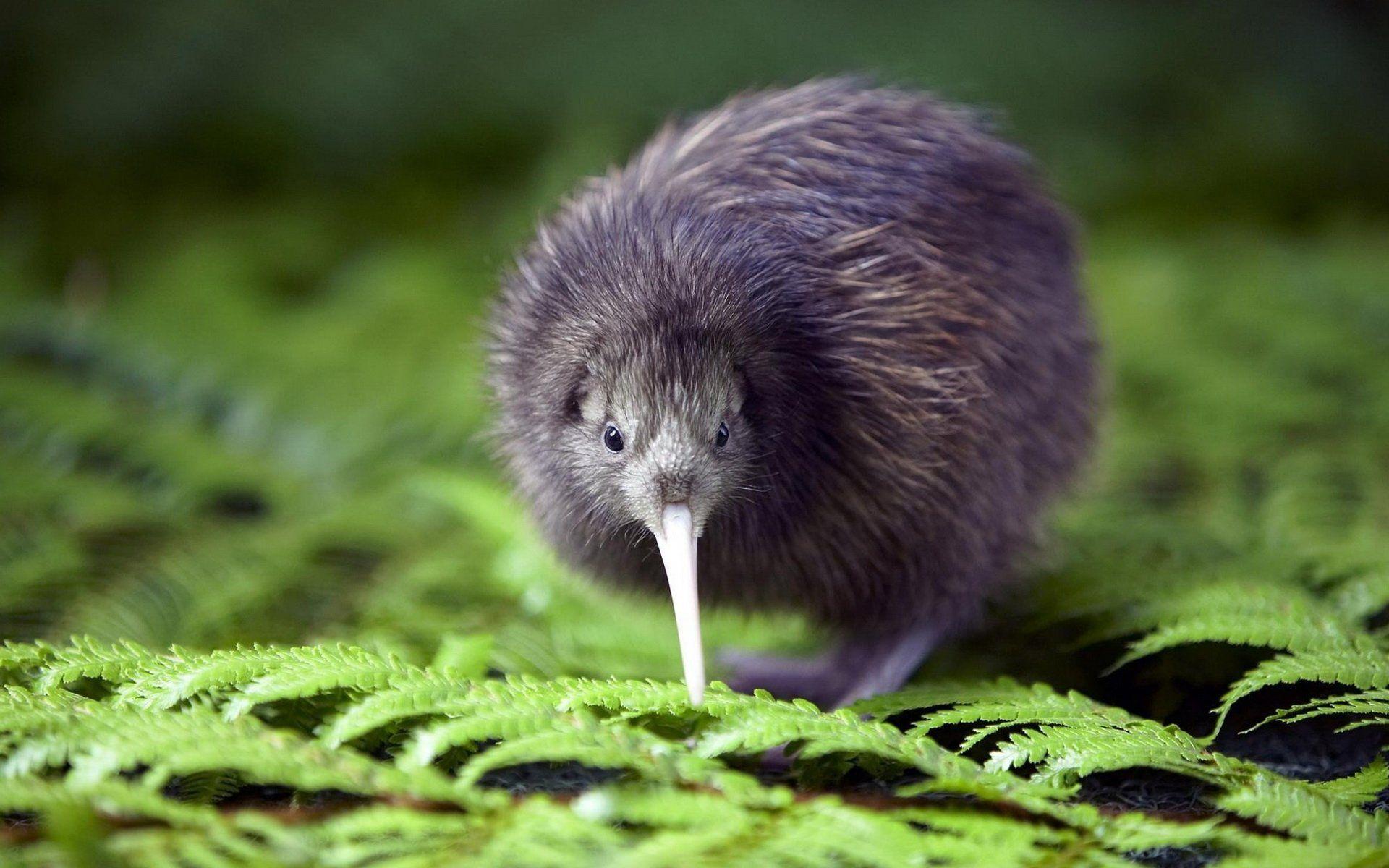 1920x1200 Kiwi Bird Wallpaper