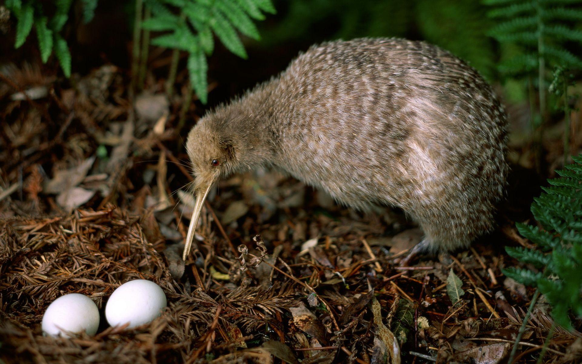 1920x1200 Kiwi Bird Wallpaper