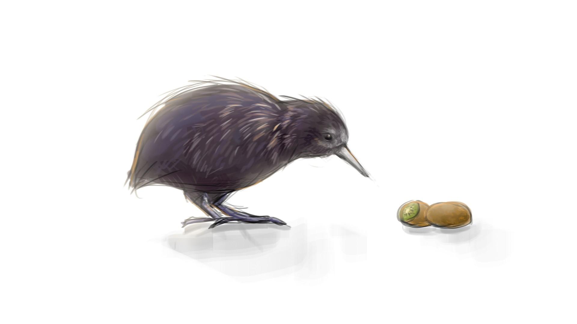 1920x1080 1920x1080 kiwi animal birds kiwi fruit wallpaper JPG 91 kB Gallery HD Wallpaper