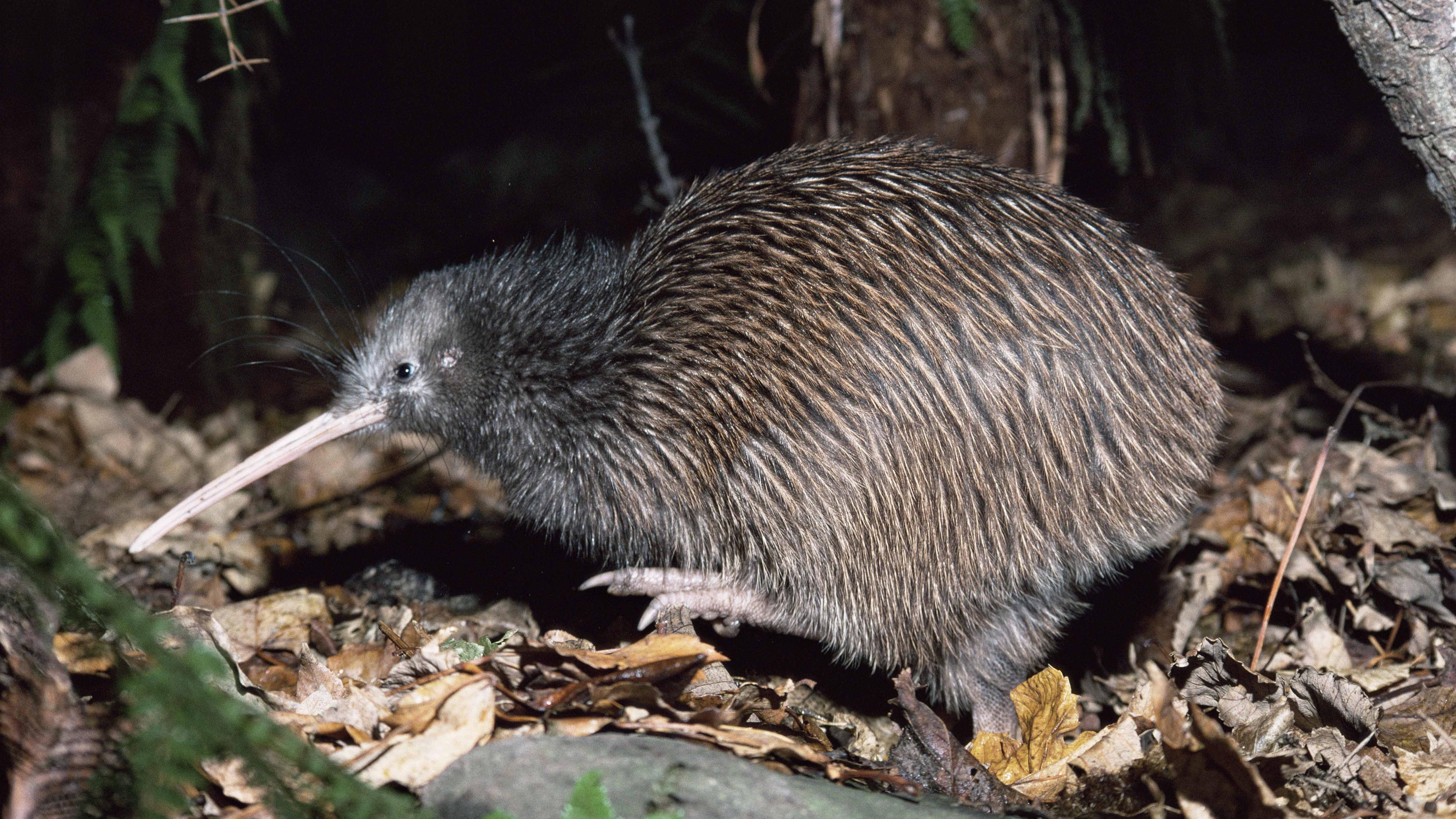 5650x3178 Kiwi HD Wallpaper and Background