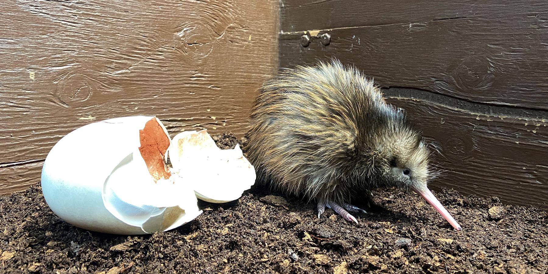 1800x900 Welcome, Kiwi Chicks. Smithsonian's National Zoo