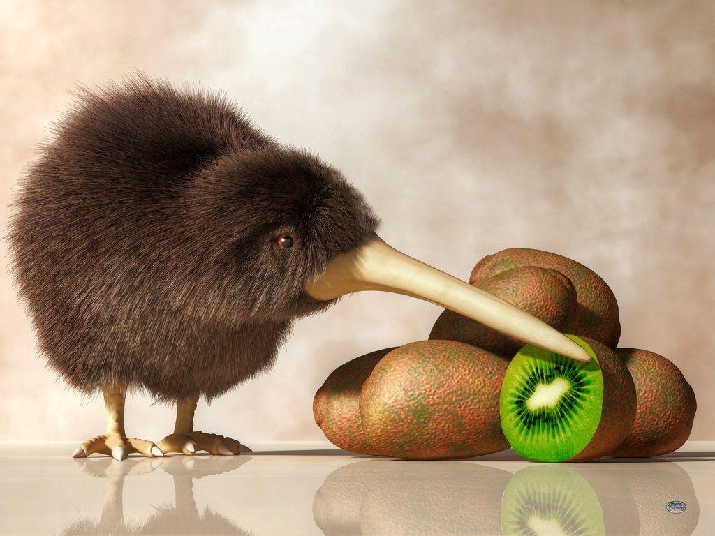 Kiwi Bird Wallpapers - Top Free Kiwi Bird Backgrounds - WallpaperAccess