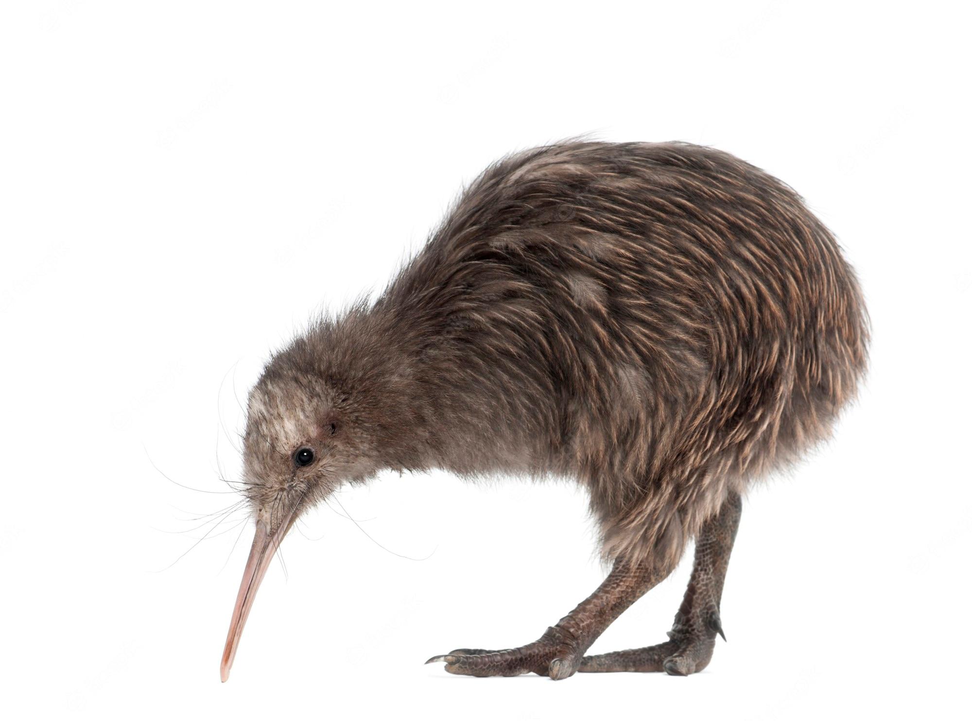 2000x1484 Kiwi Bird Picture