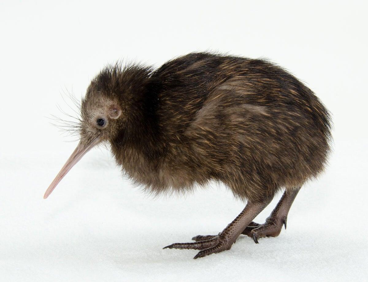1200x920 How Baby Kiwis in Virginia Will Help Preserve an Ancient Maori Tradition