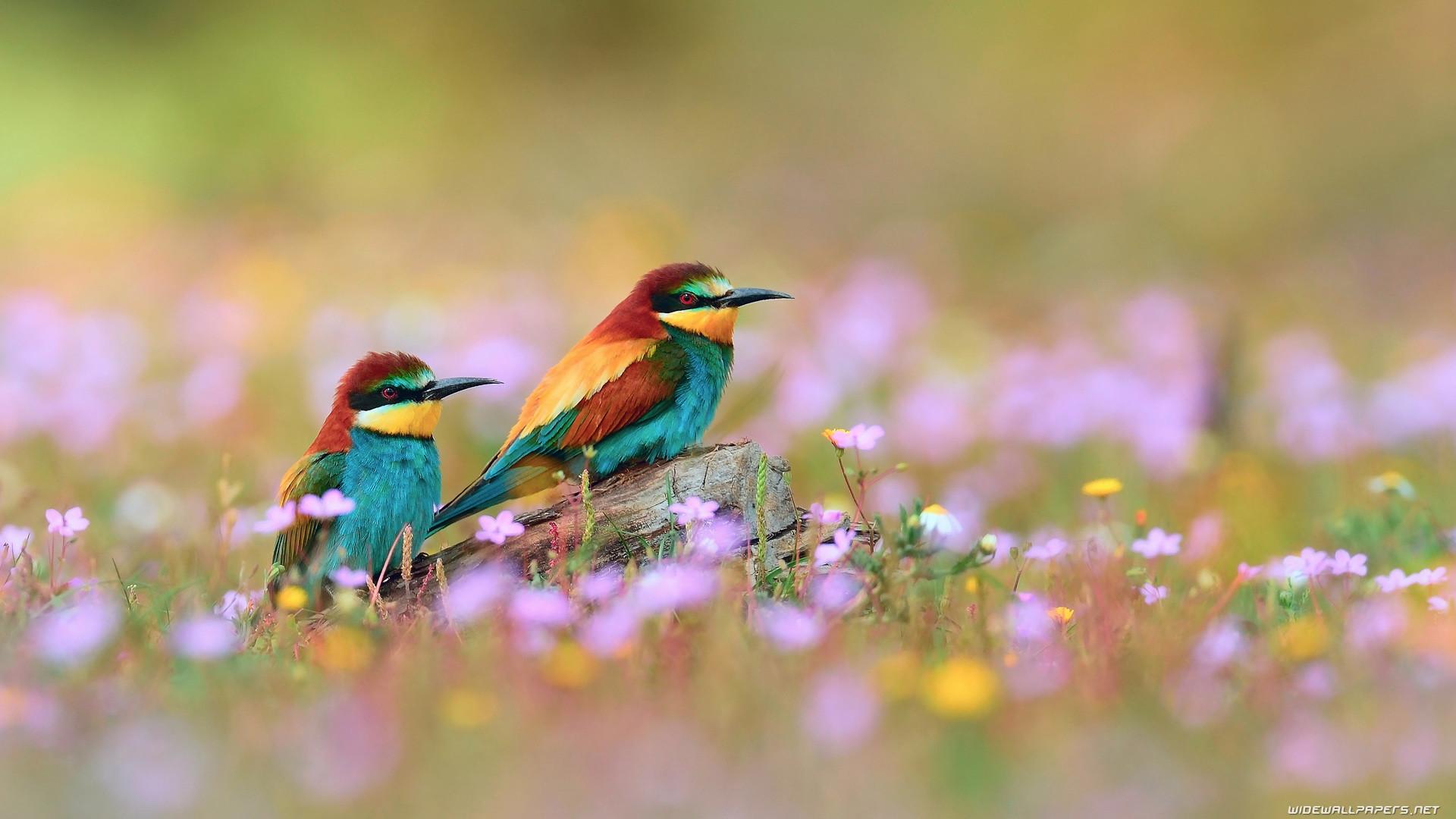 1920x1080 Bird Desktop Wallpaper