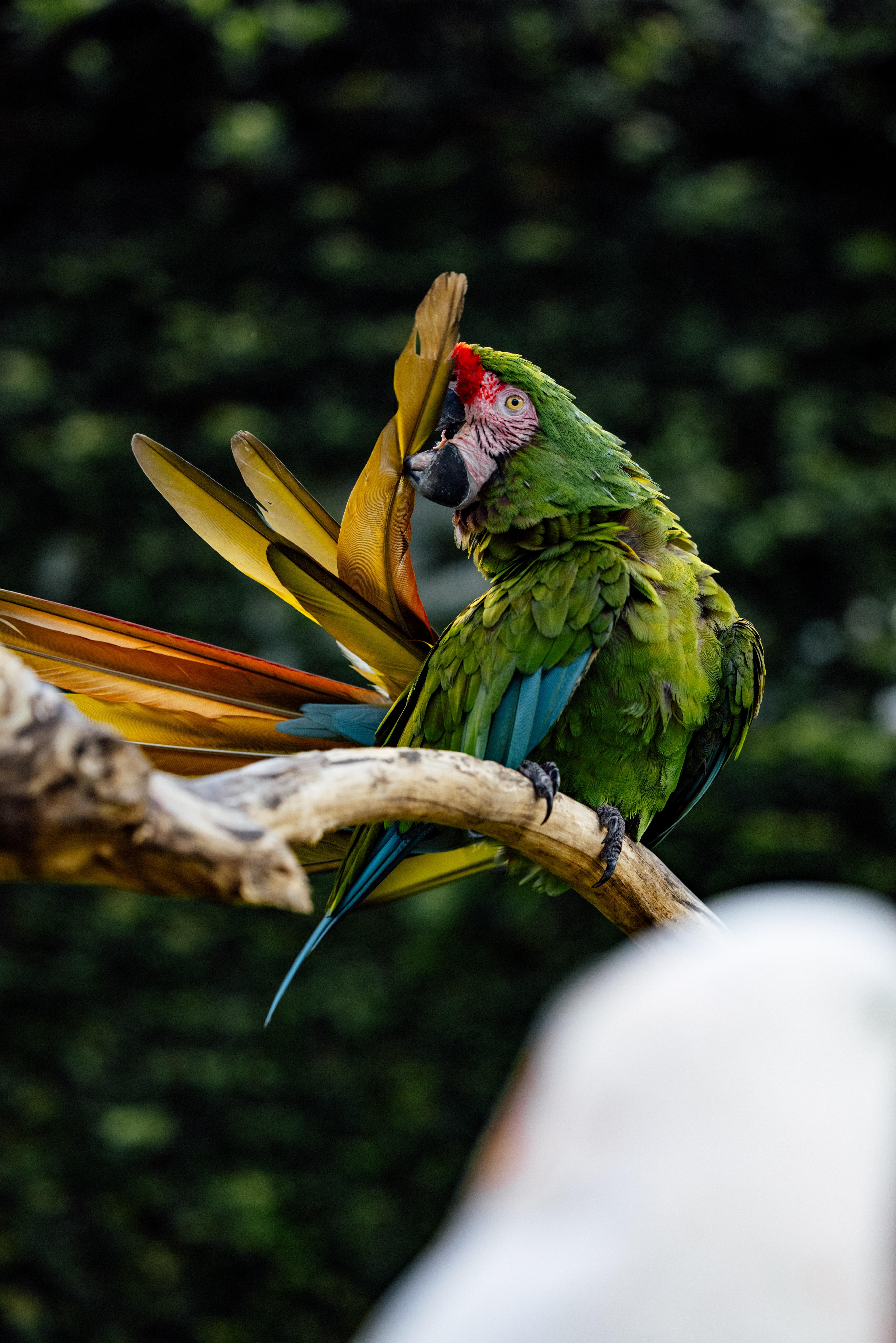 5464x8192 Kiwi Bird Photo, Download Free Kiwi Bird & HD Image