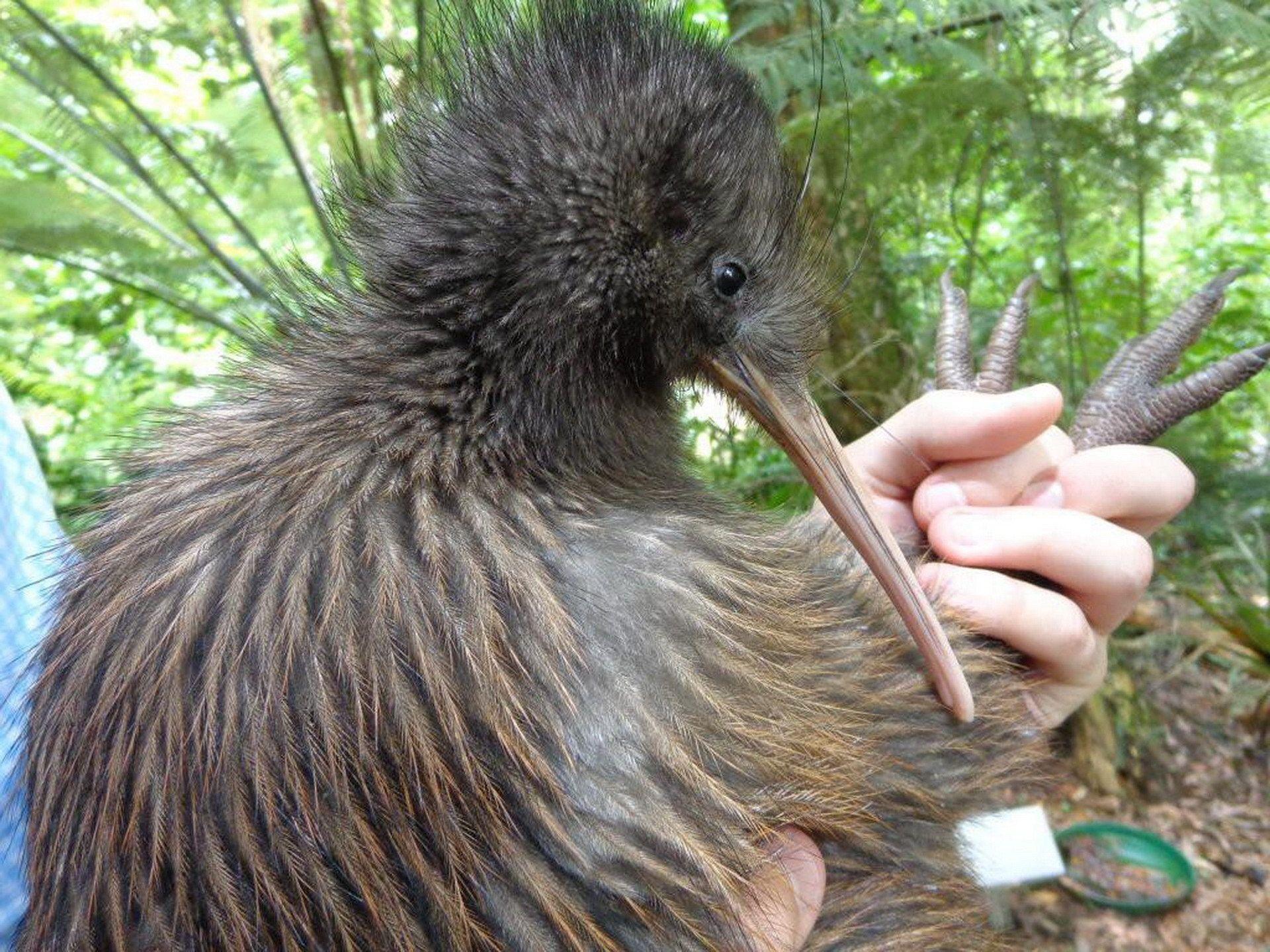 1920x1440 Kiwi bird