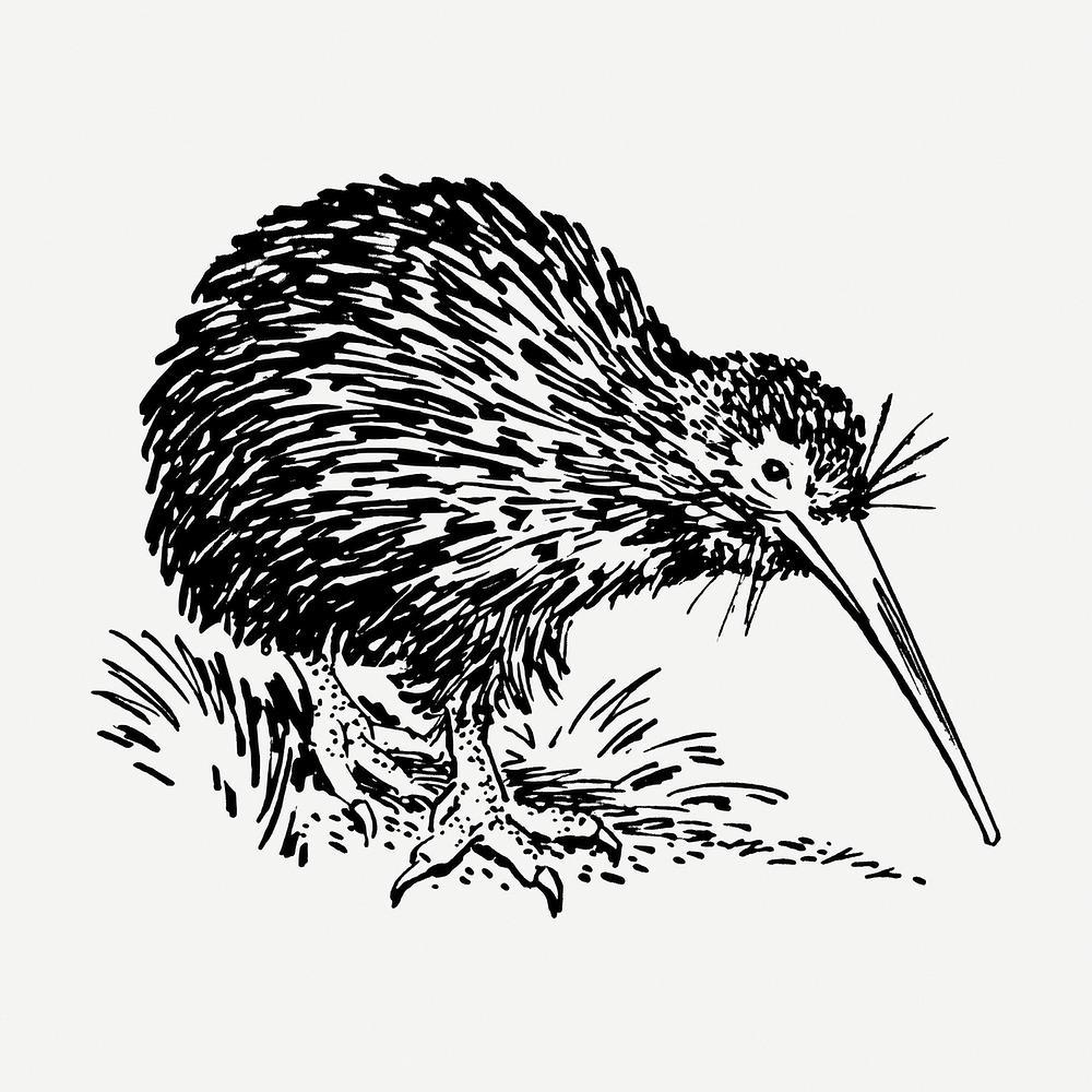1000x1000 Kiwi Bird Image Wallpaper
