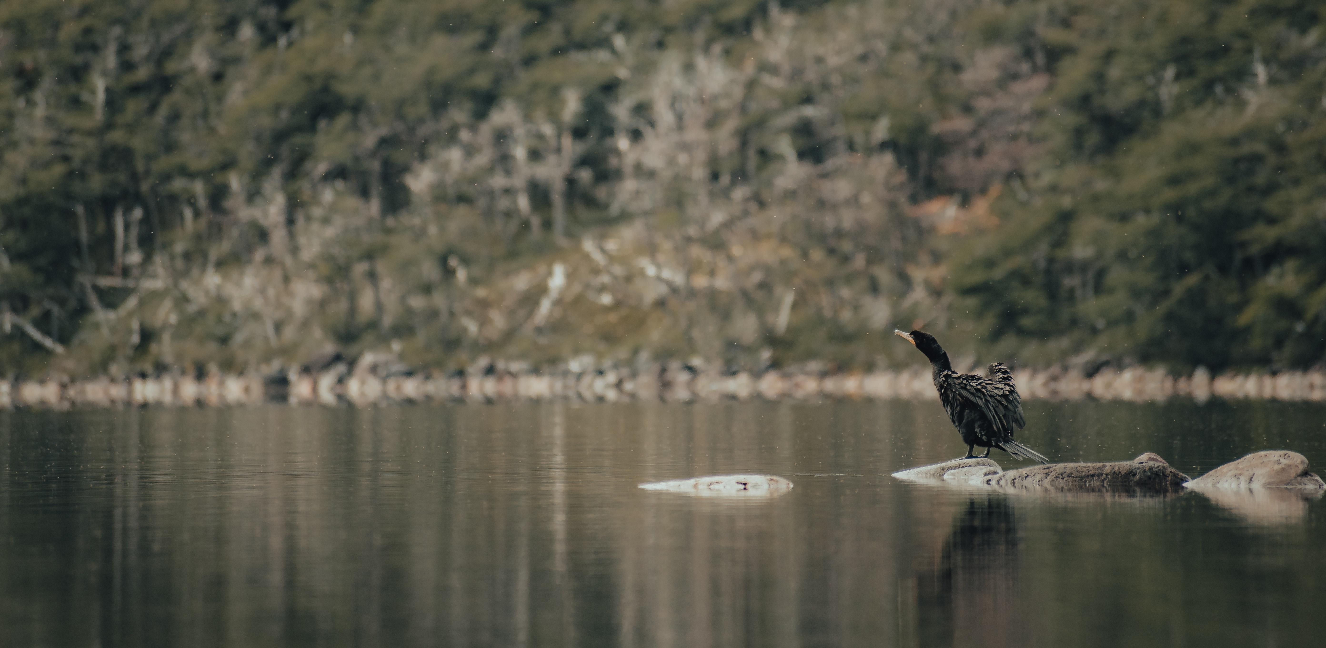 5568x2721 Kiwi Bird Photo, Download Free Kiwi Bird & HD Image
