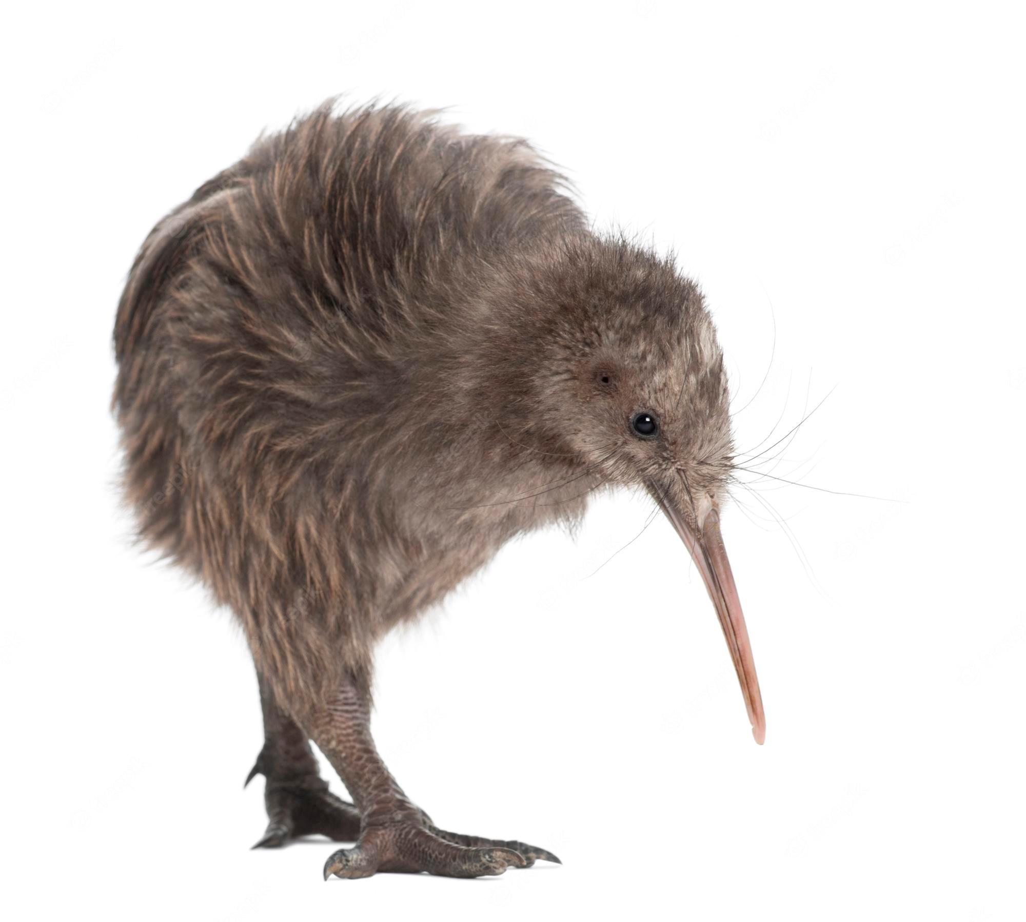 Kiwi Couli