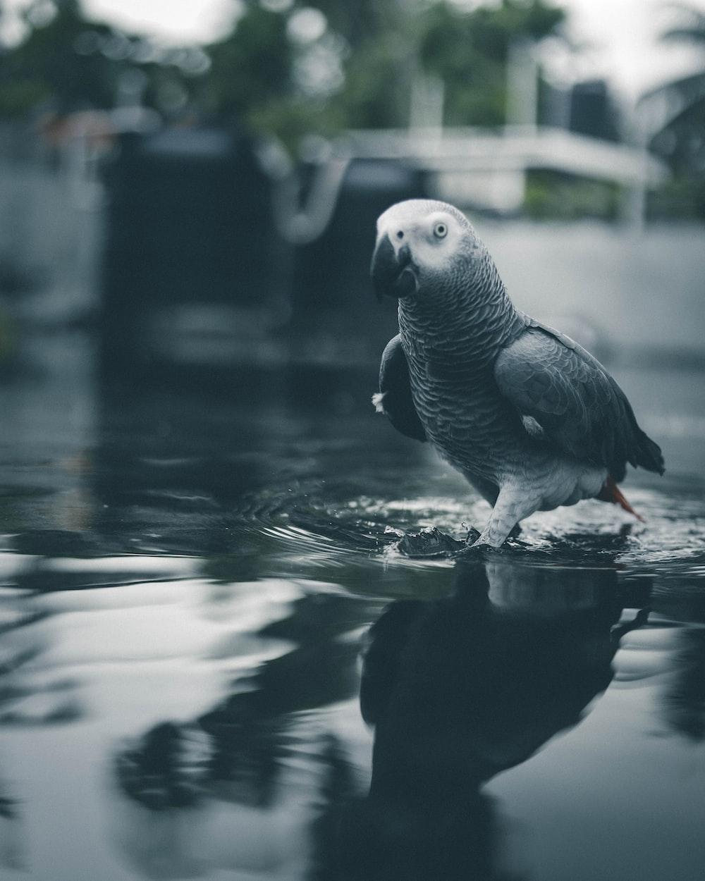 1000x1250 African Grey Parrot Picture. Download Free Image