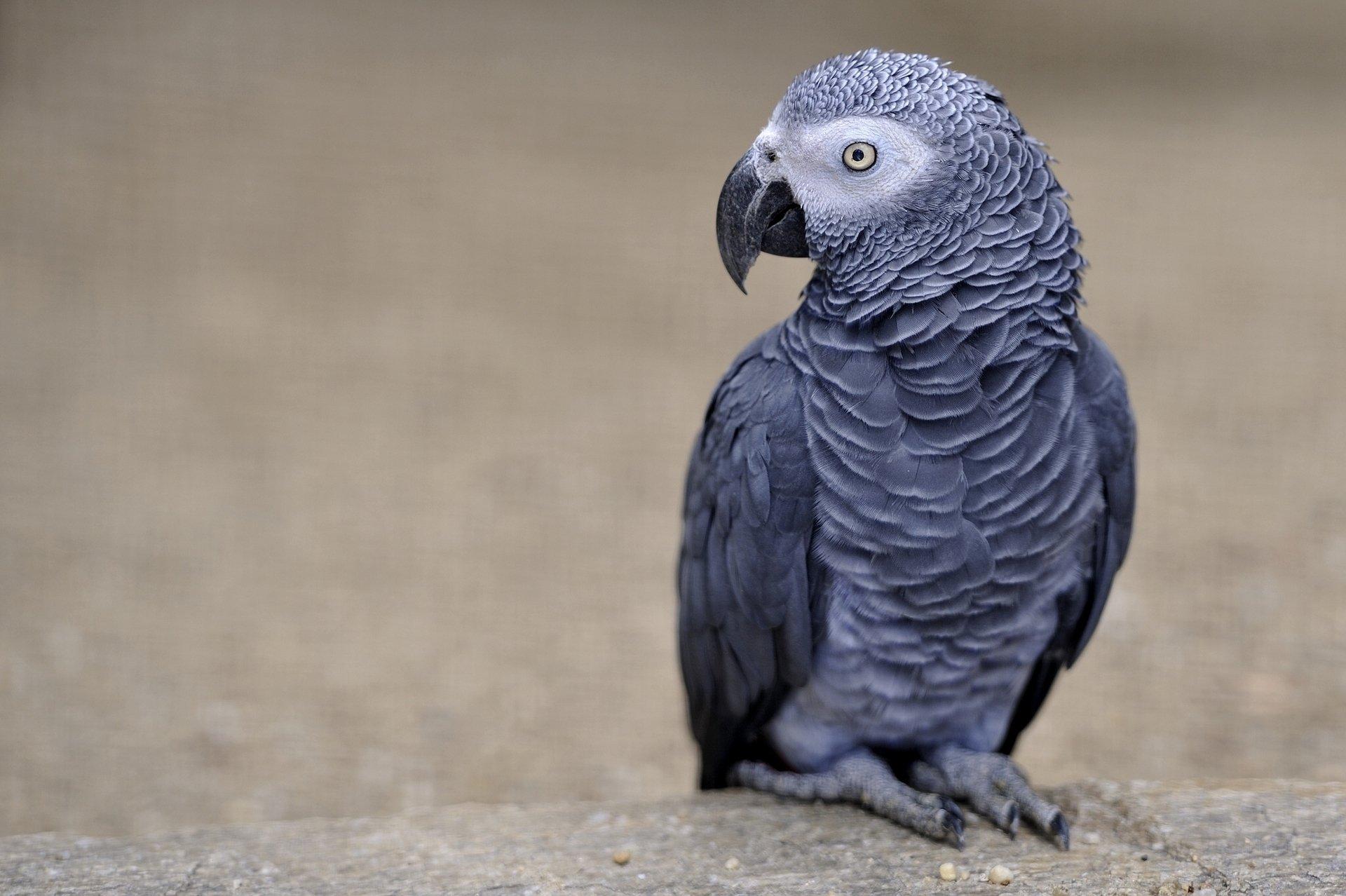 1920x1278 African grey parrot HD Wallpaper and Background