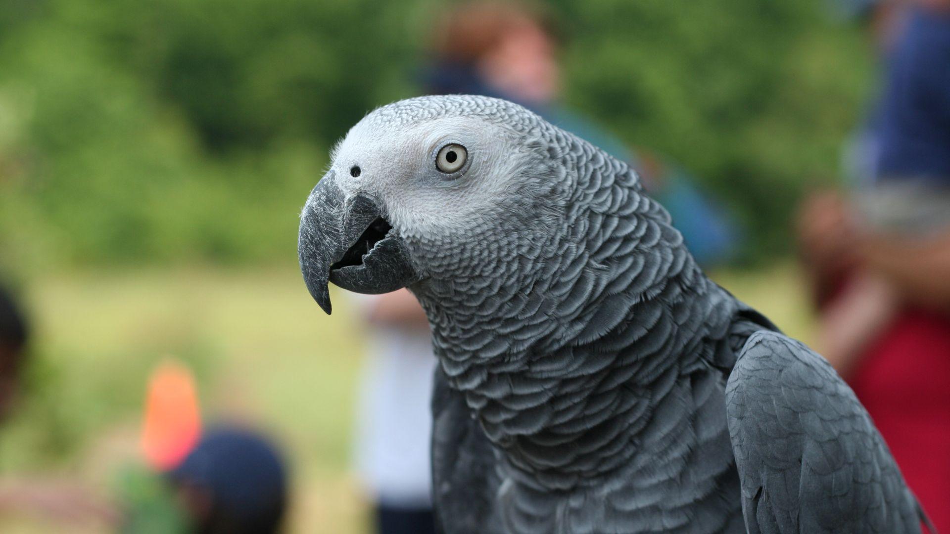 1920x1080 Desktop Wallpaper African Grey Parrot, Parrot, Bird, HD Image, Picture, Background, Qbvwun