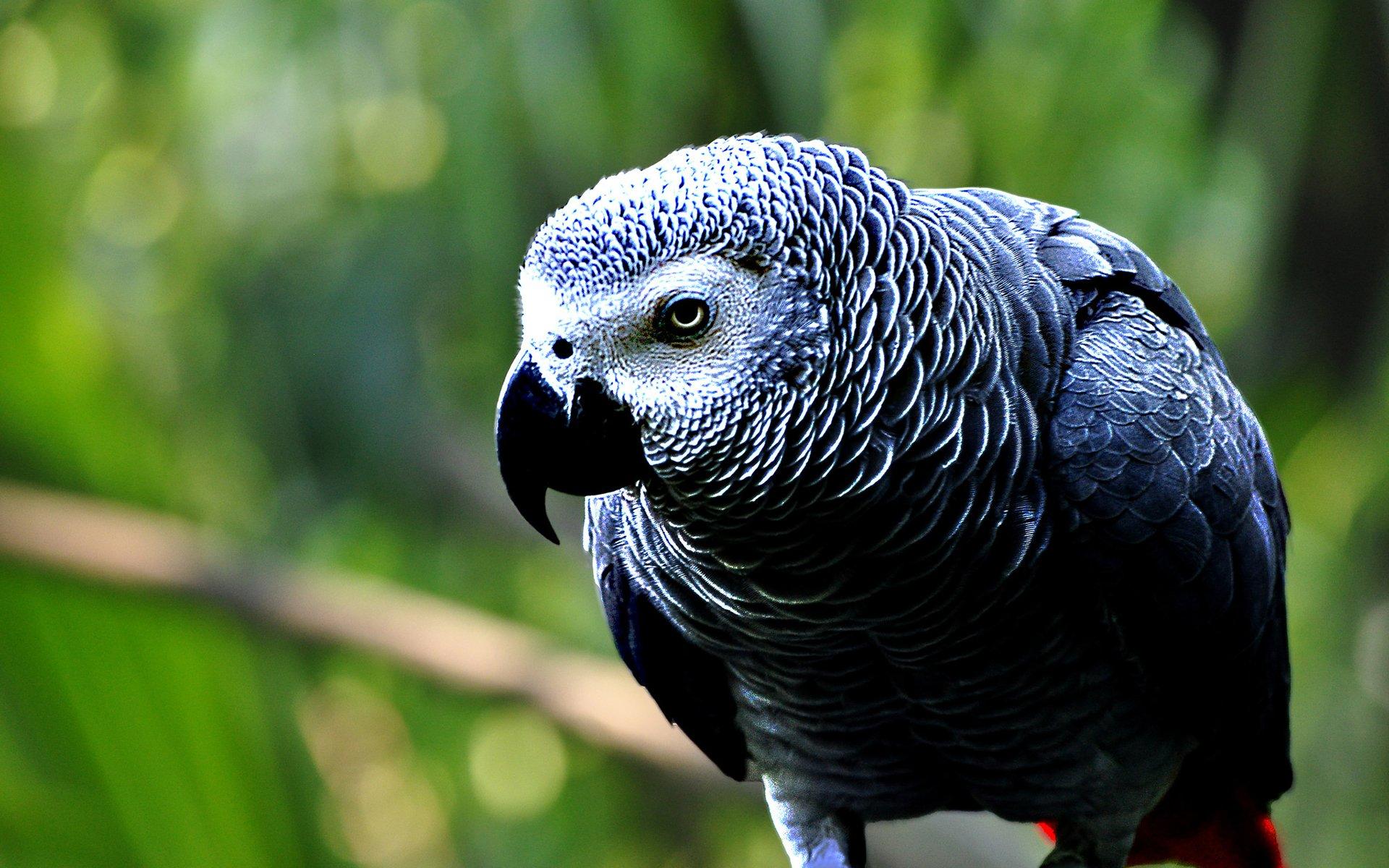 1920x1200 African grey parrot HD Wallpaper