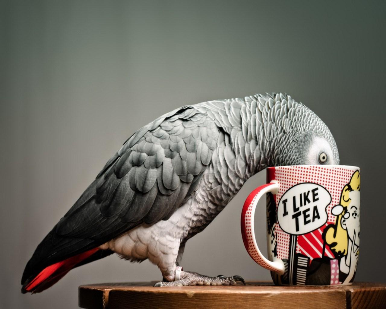 1280x1024 african grey parrot