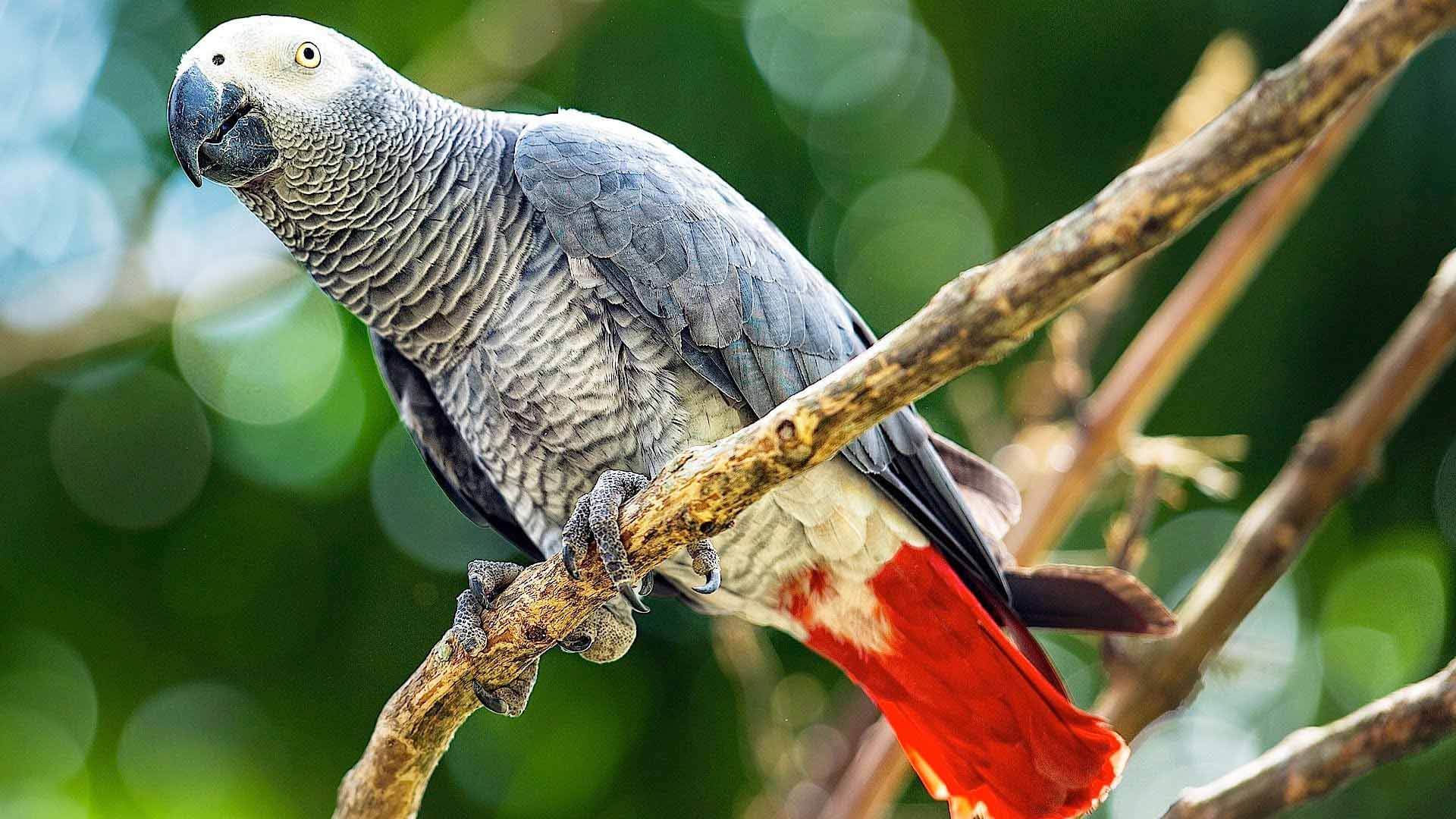 1920x1080 A Brief Information on African Grey Parrot