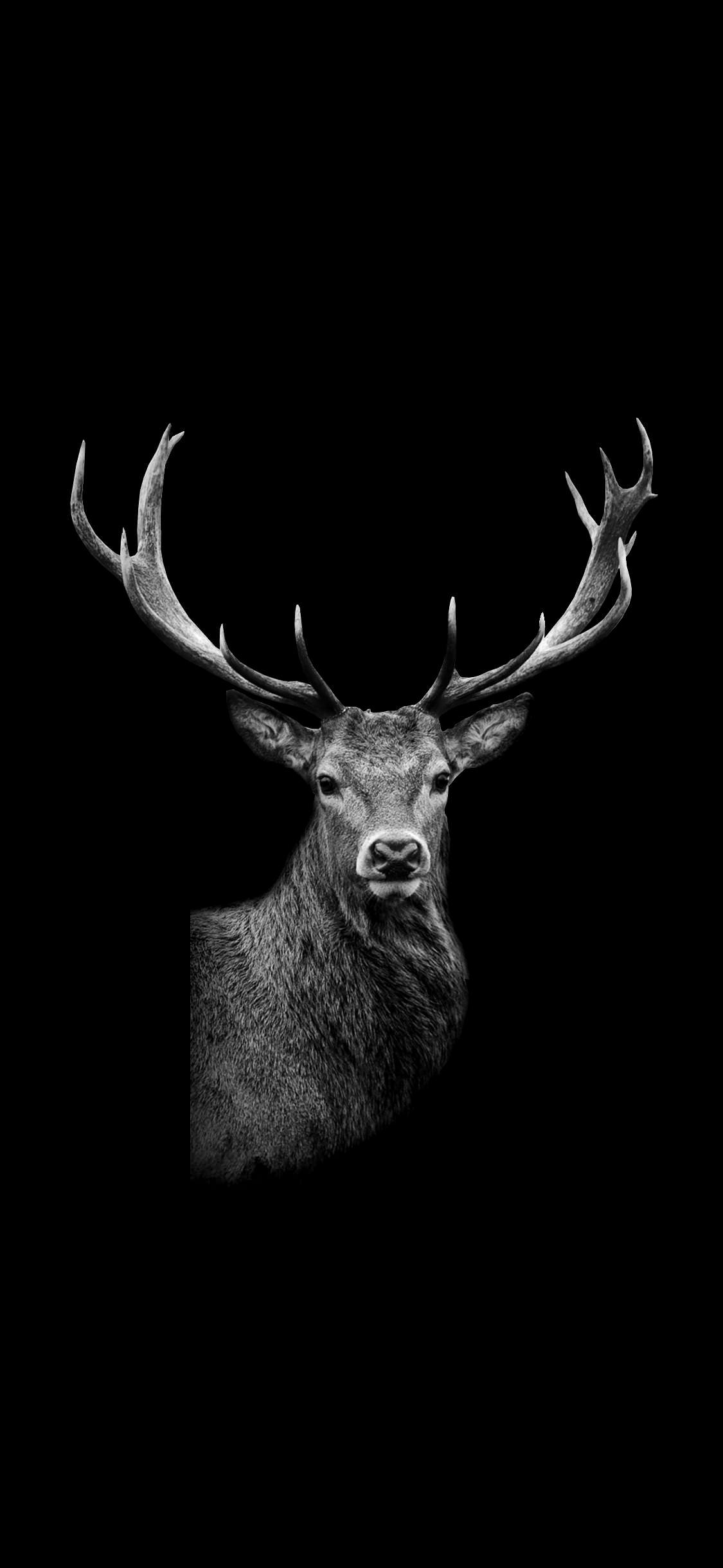 Deer Wallpaper 4K Silhouette Sun Dark background 974