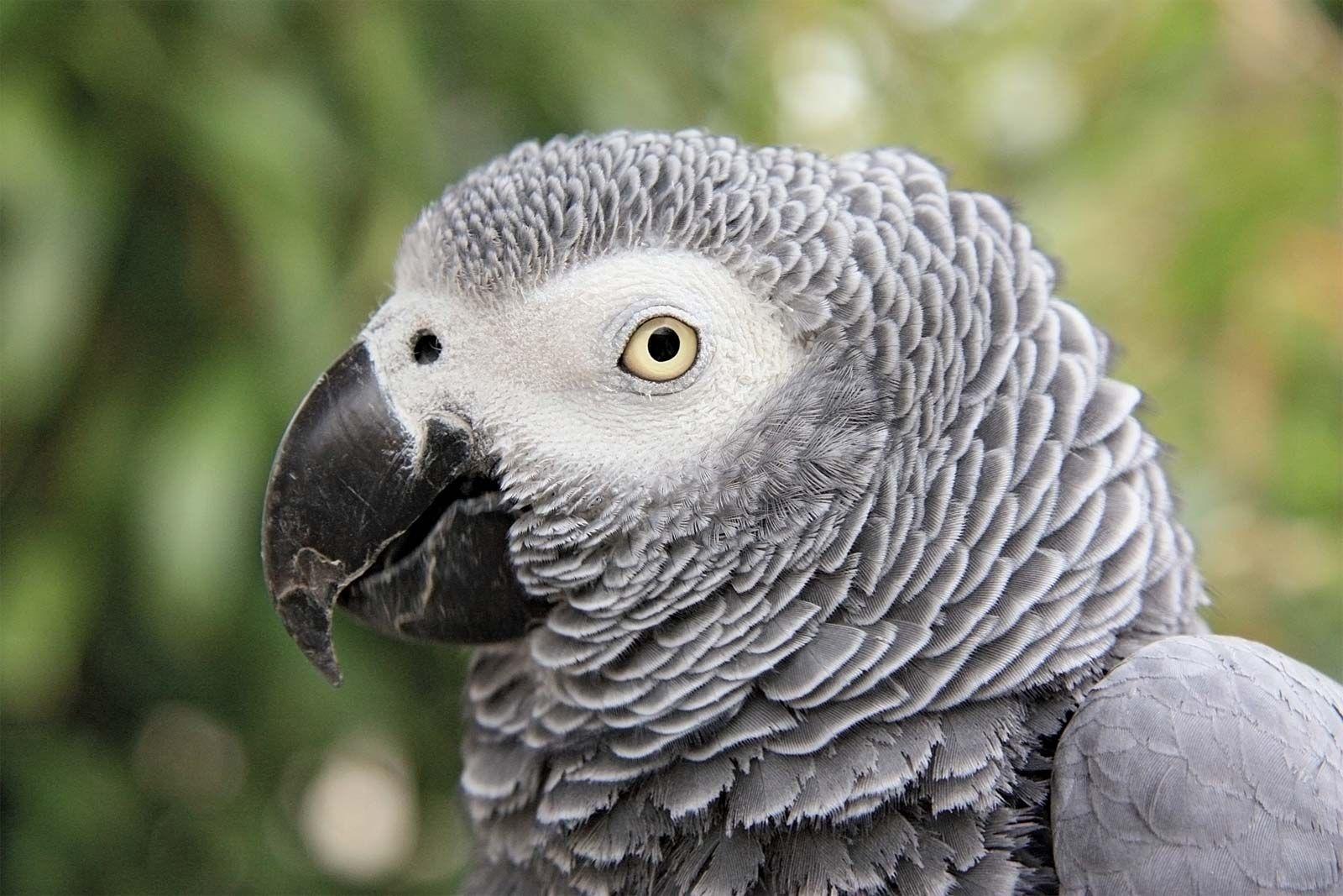 1600x1067 Characteristics of the African gray parrot