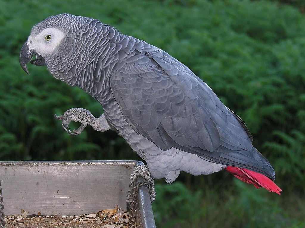 1024x768 Catastrophic' decline: nearly 99% of African grey parrots wiped out in Ghana