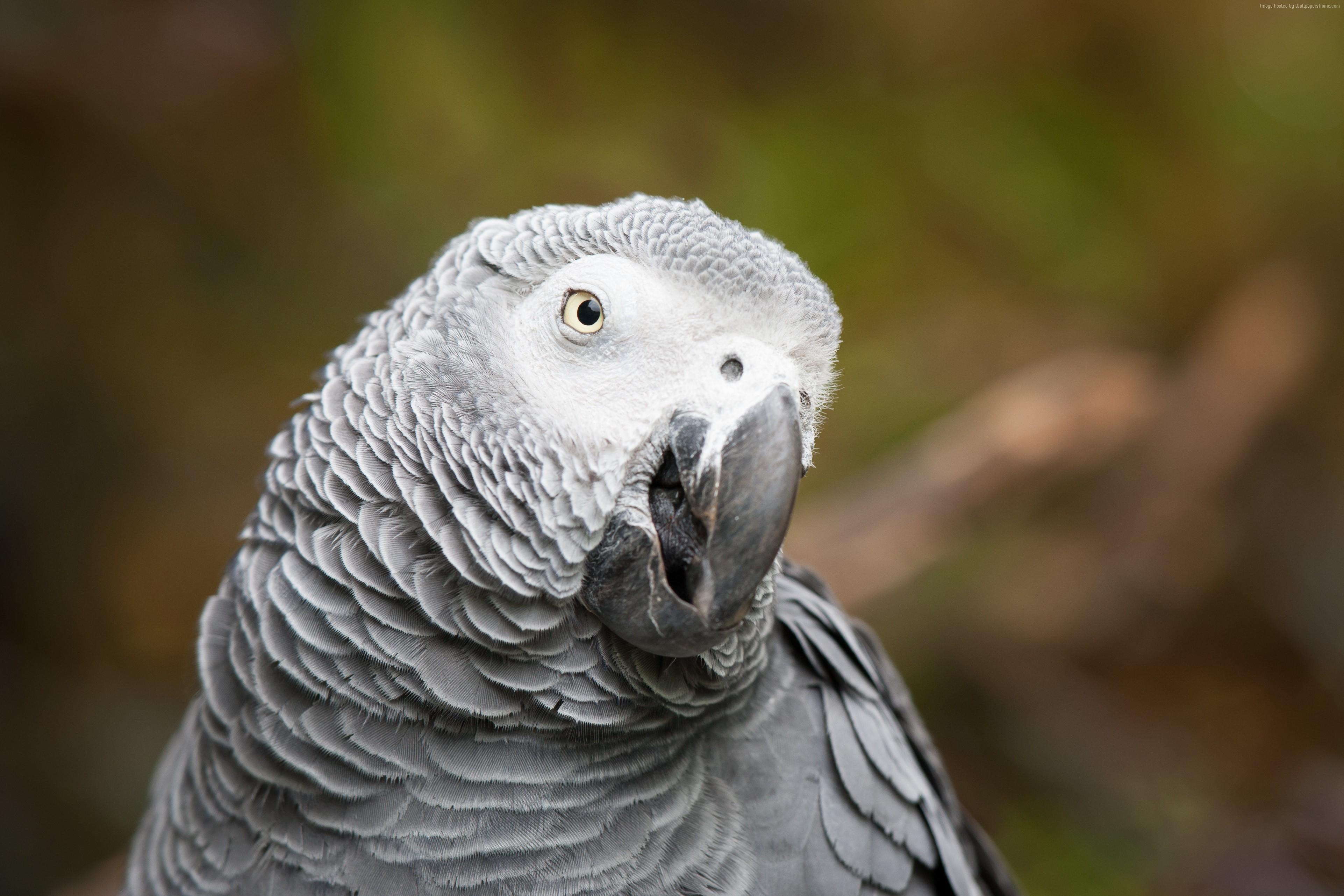 3844x2563 funny, blur, African grey parrot, cute animals Gallery HD Wallpaper