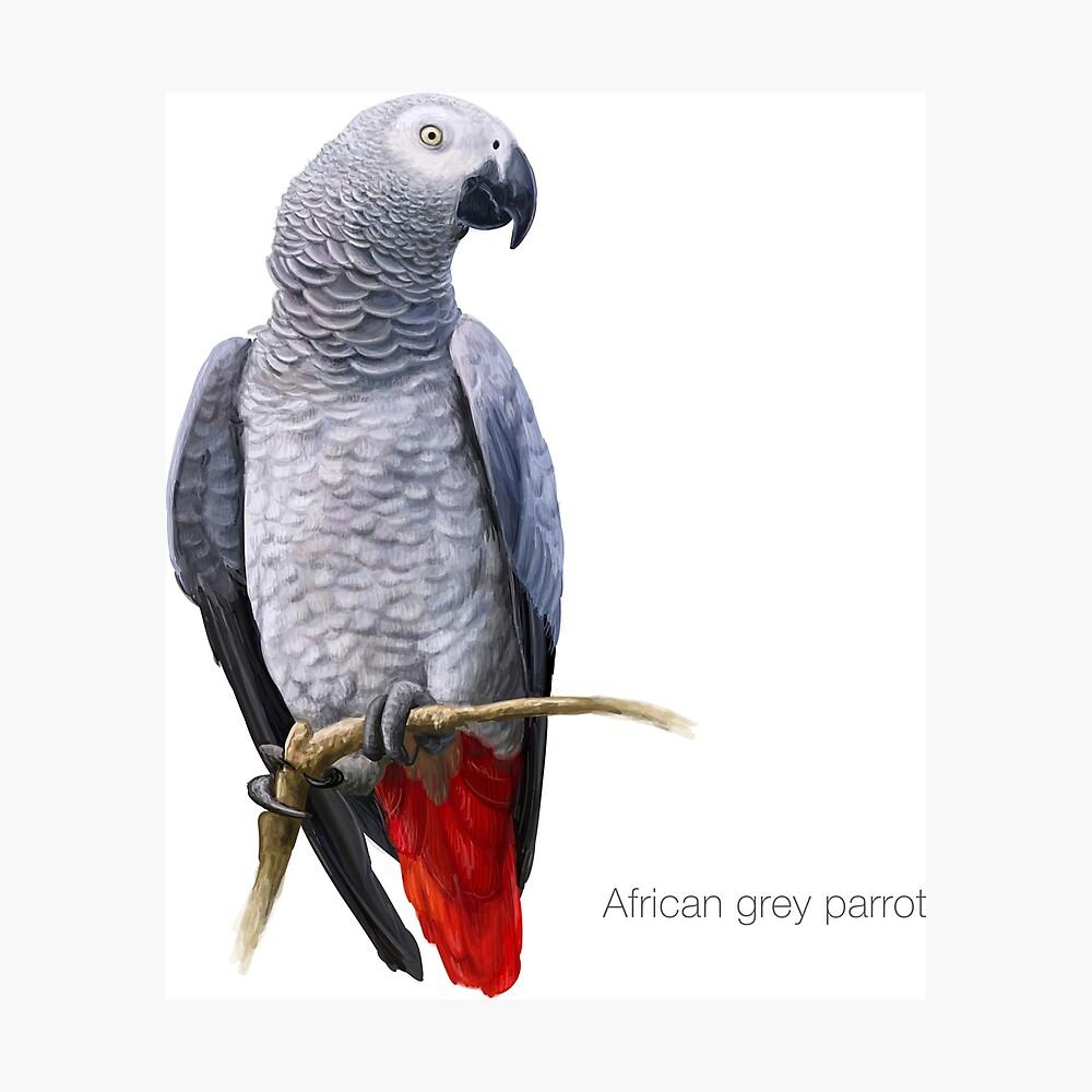 1000x1000 African Grey Parrot Detailed Bird Painting Poster